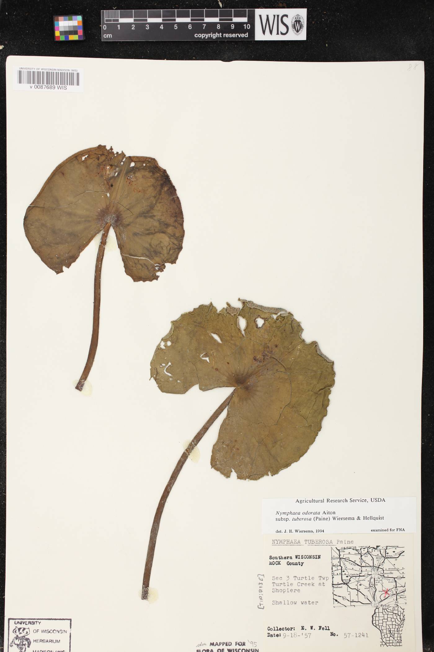 Nymphaea odorata image