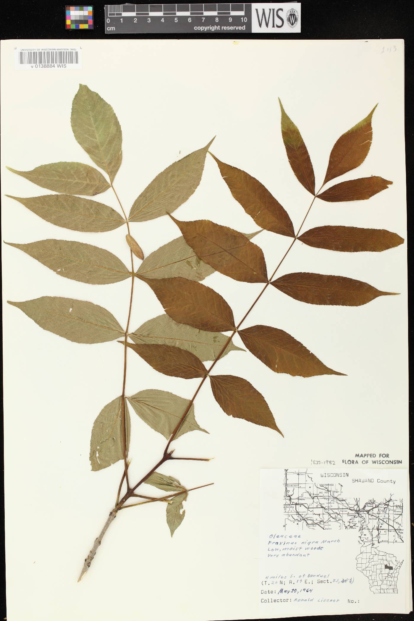 Fraxinus nigra image