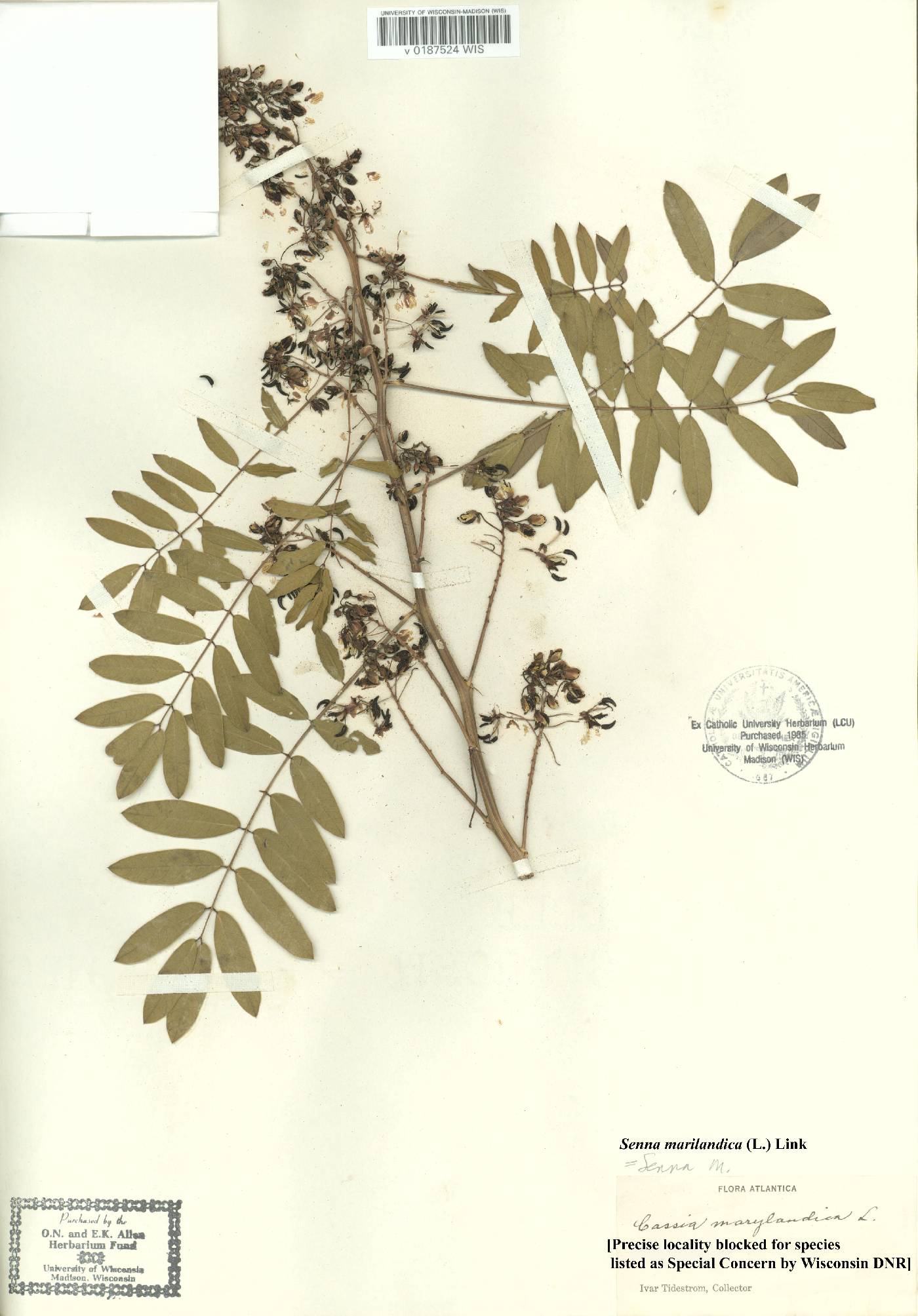 Senna marilandica image