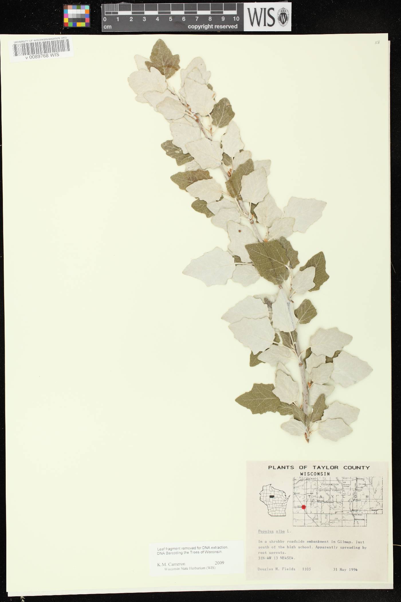 Populus alba image