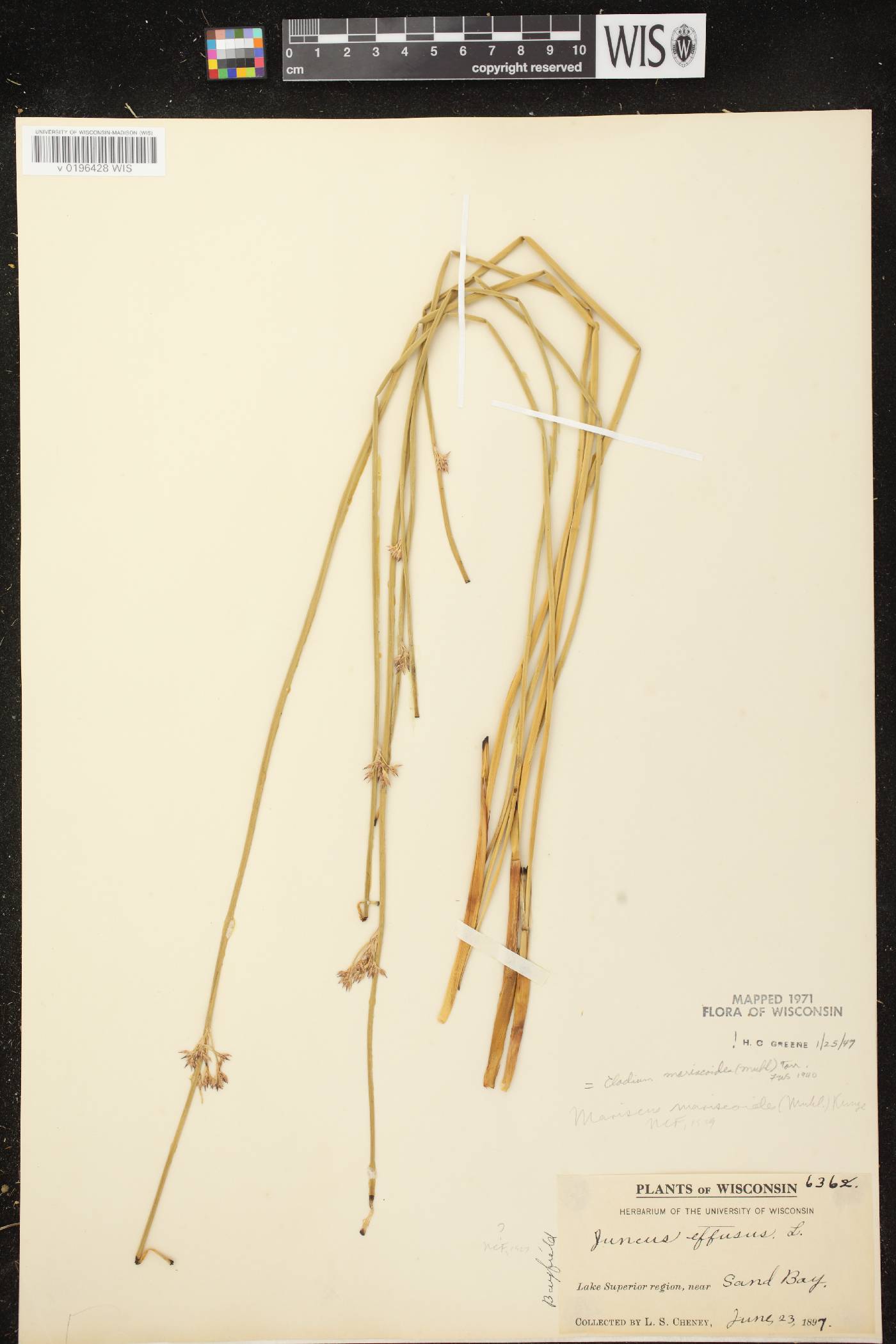 Cladium mariscoides image
