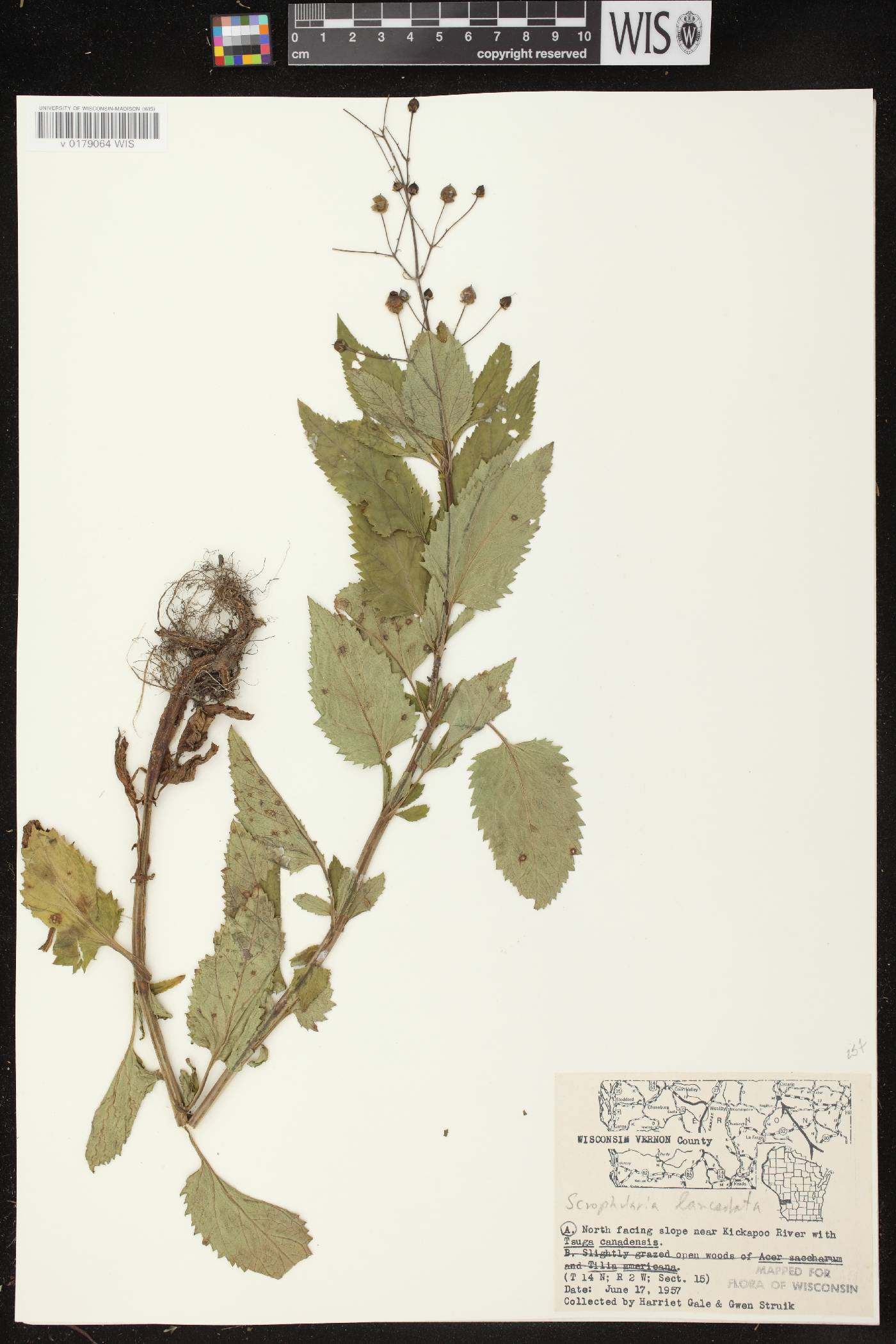 Scrophularia lanceolata image