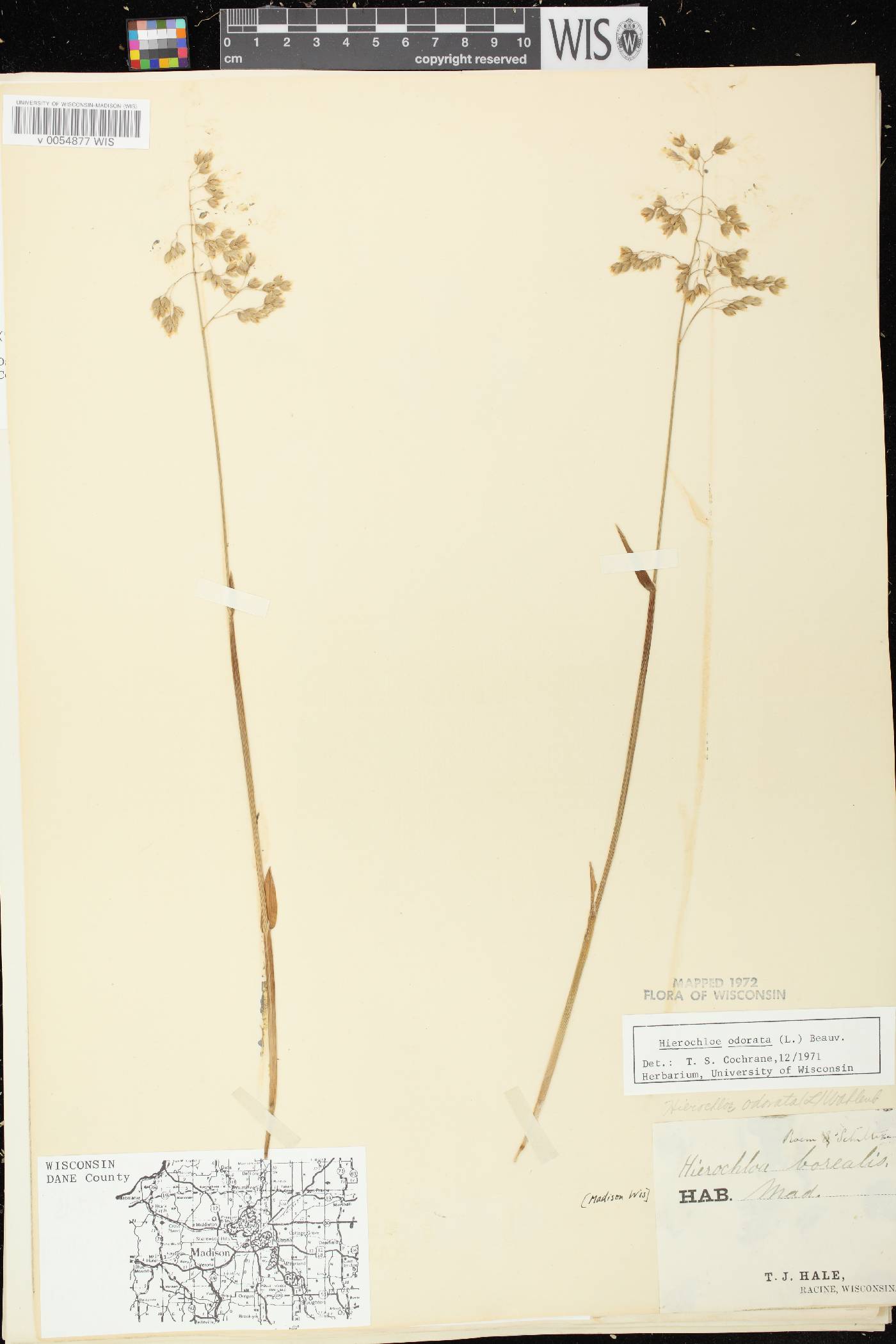Anthoxanthum hirtum subsp. arcticum image