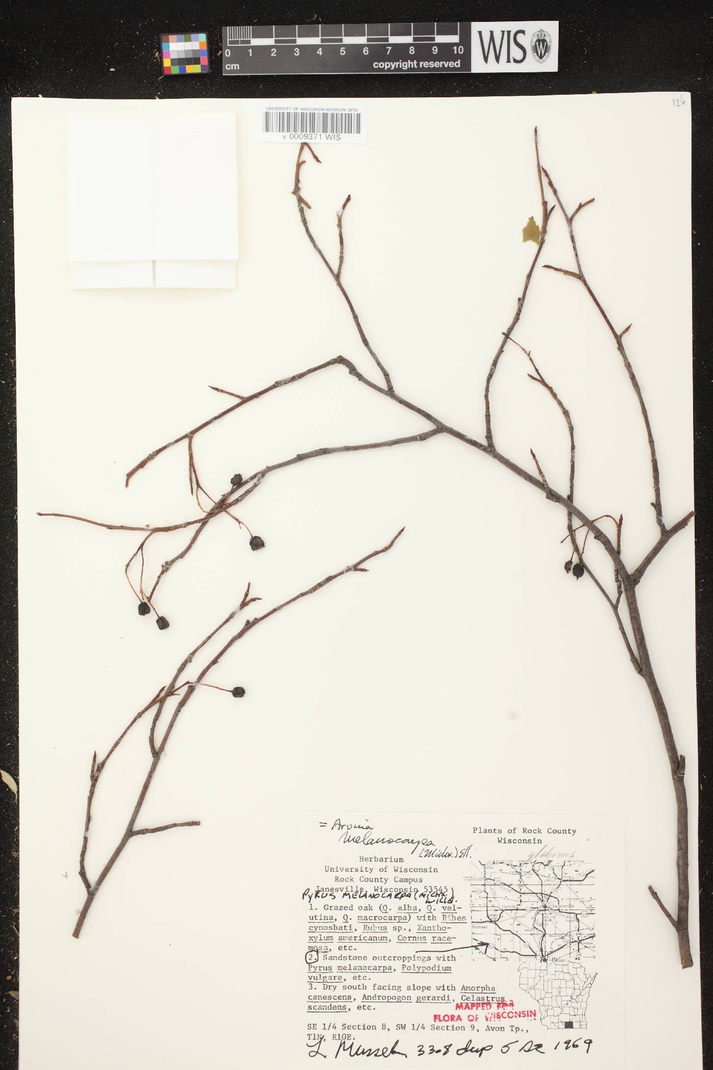 Aronia x prunifolia image