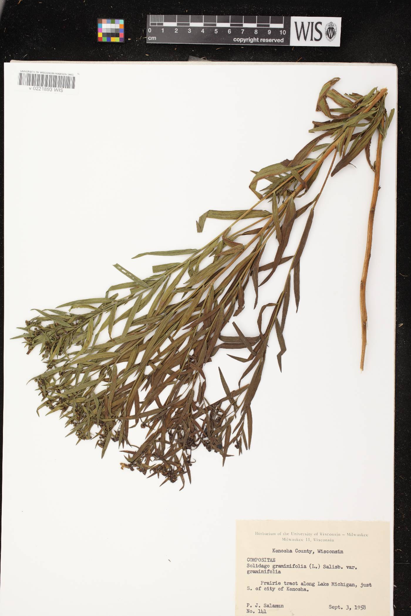 Euthamia graminifolia image