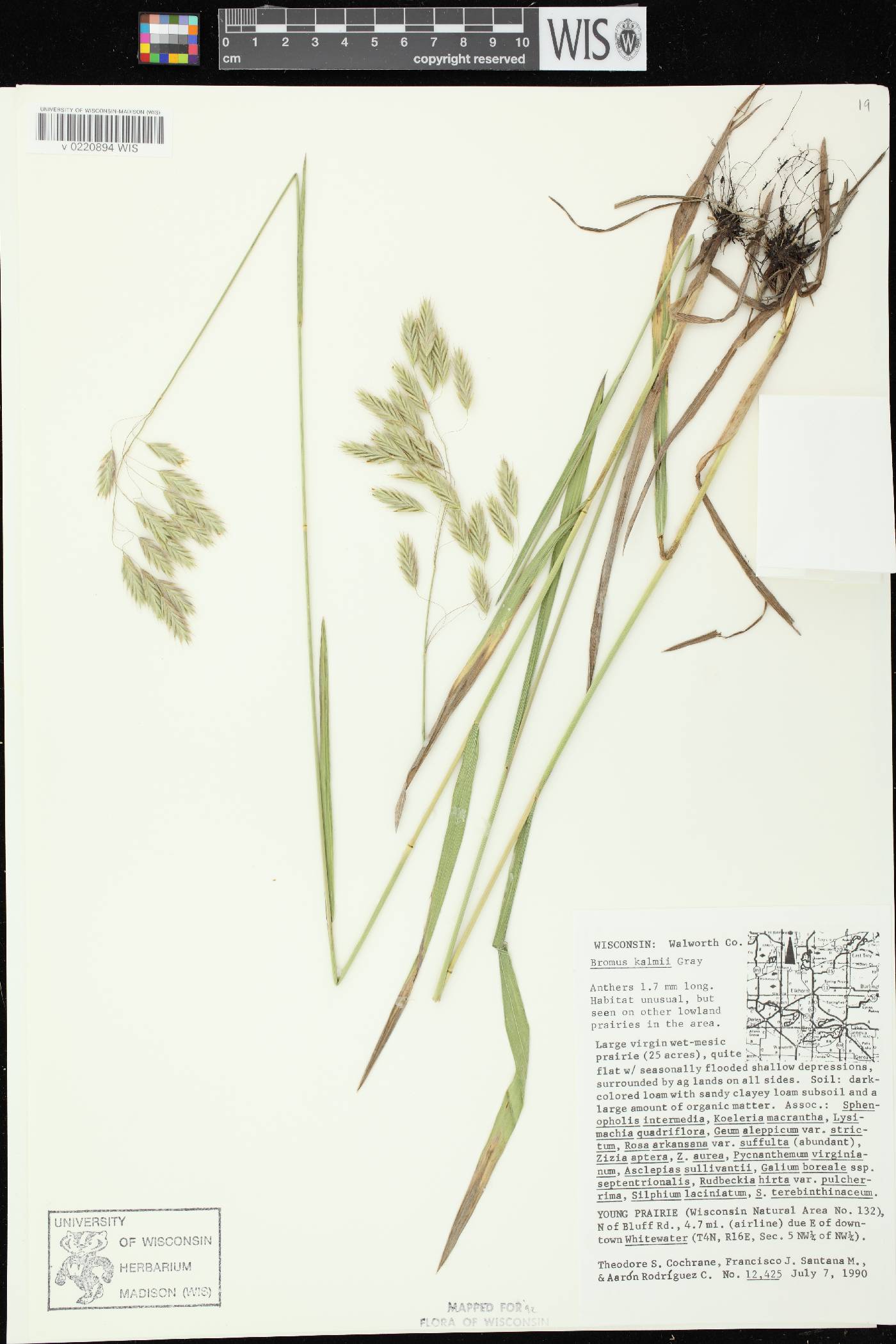 Bromus kalmii image