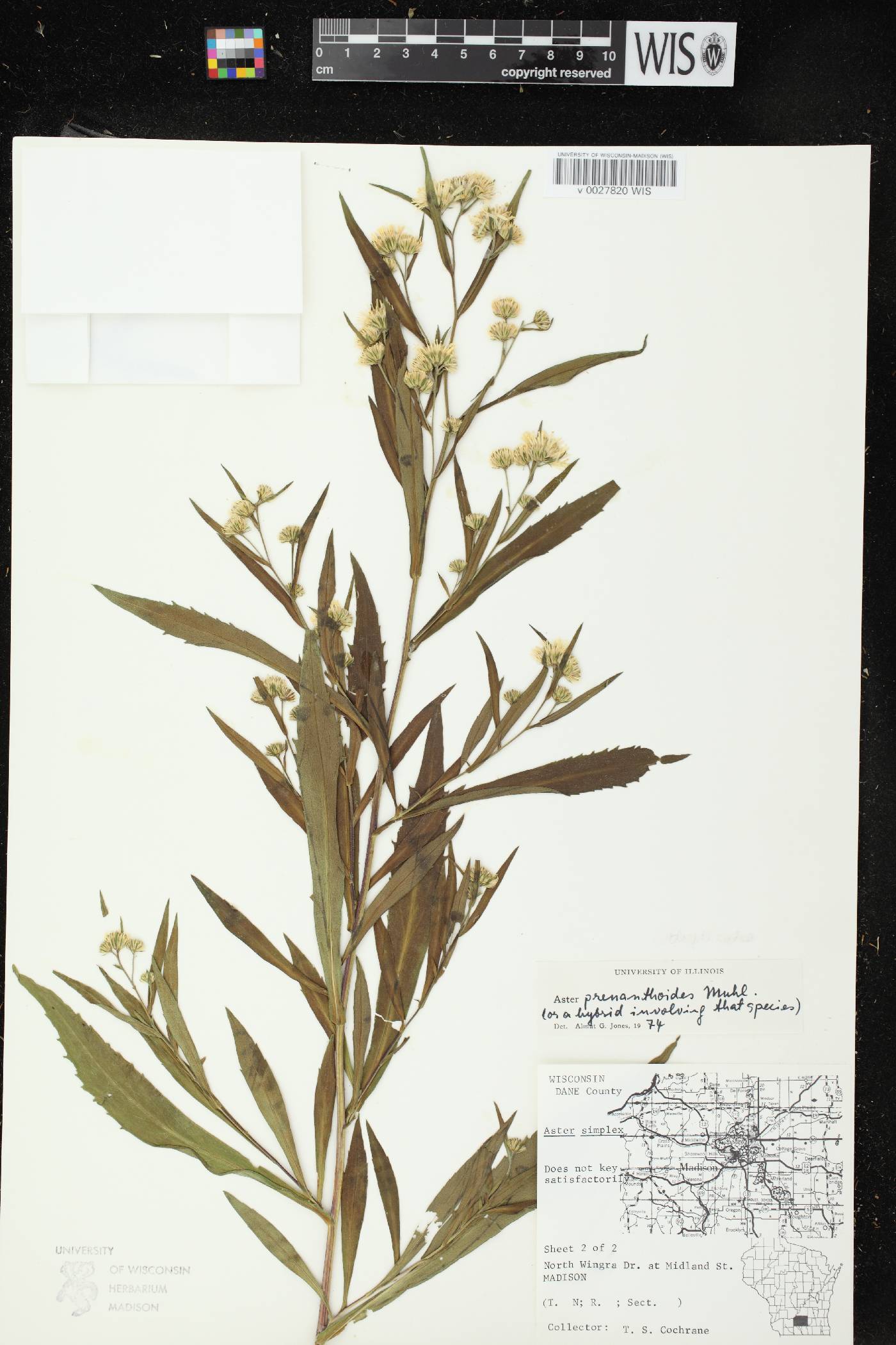 Symphyotrichum prenanthoides image