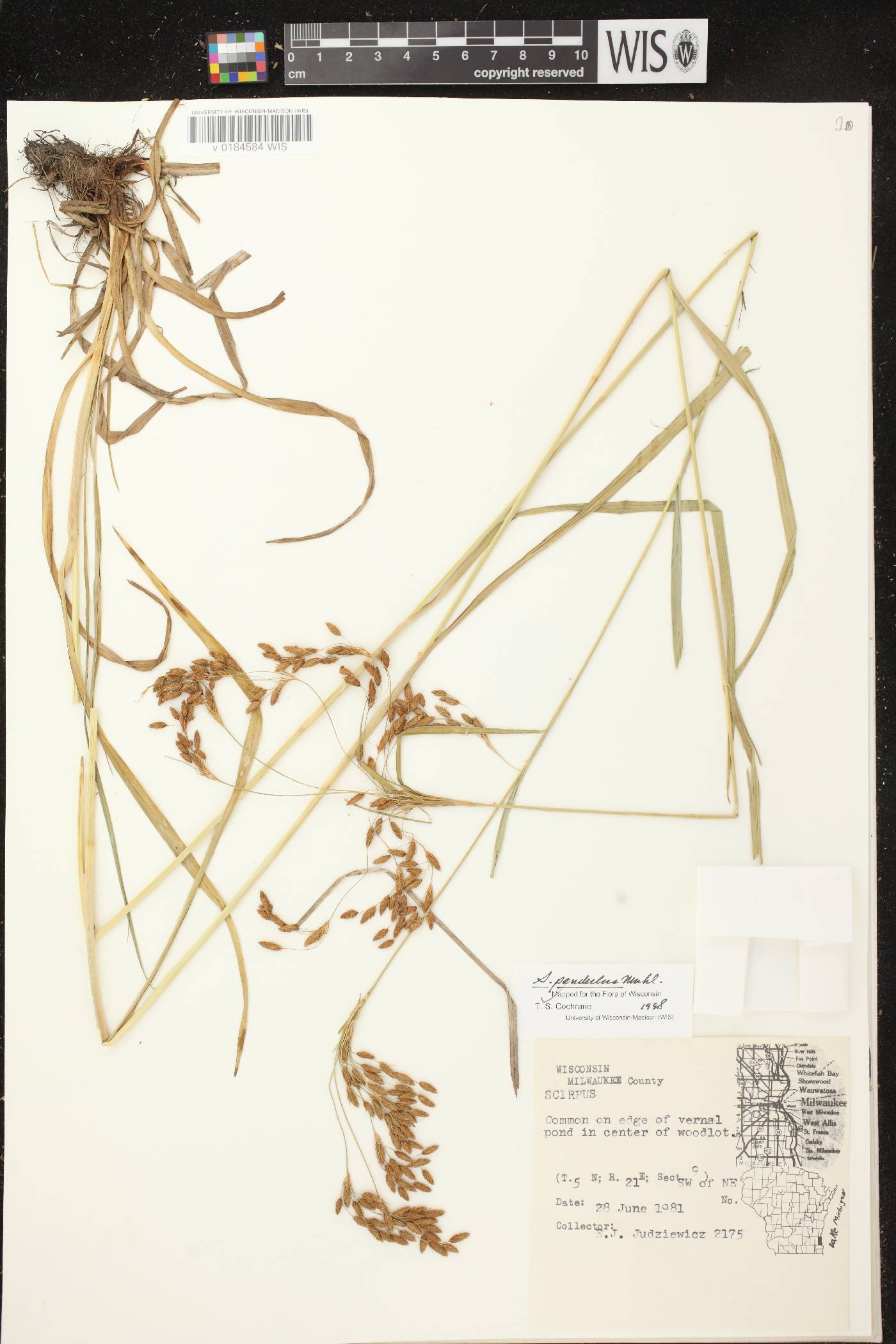 Scirpus pendulus image