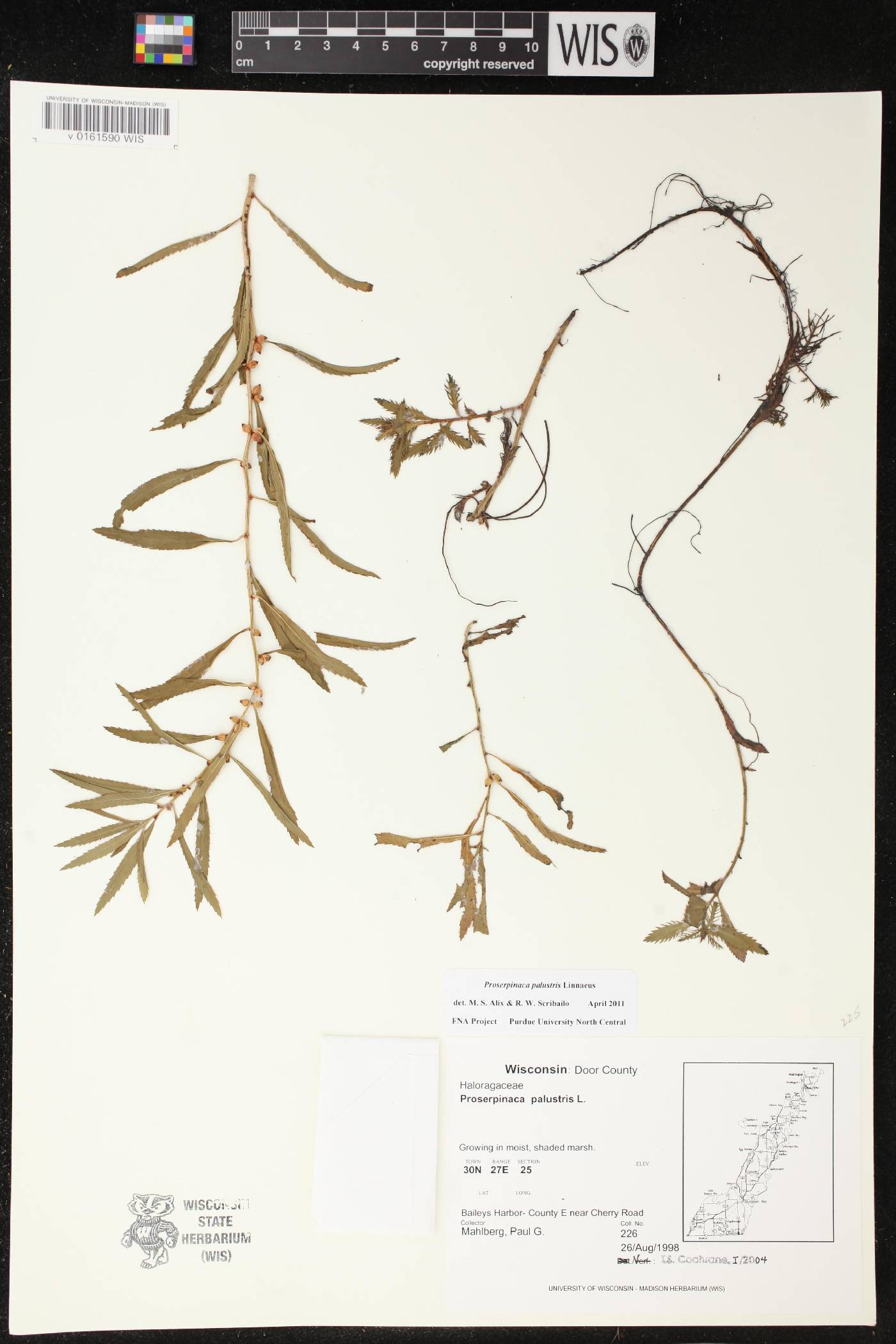 Proserpinaca palustris var. crebra image
