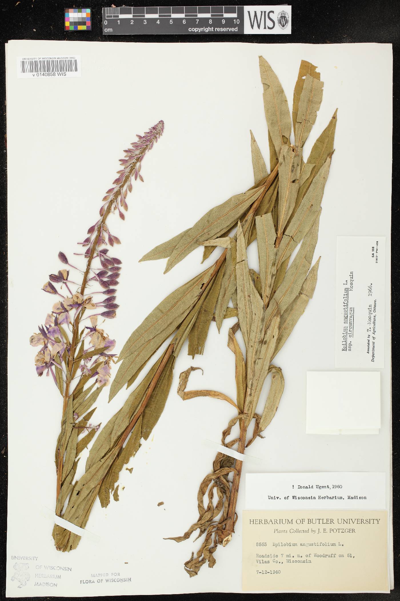 Chamerion angustifolium subsp. circumvagum image