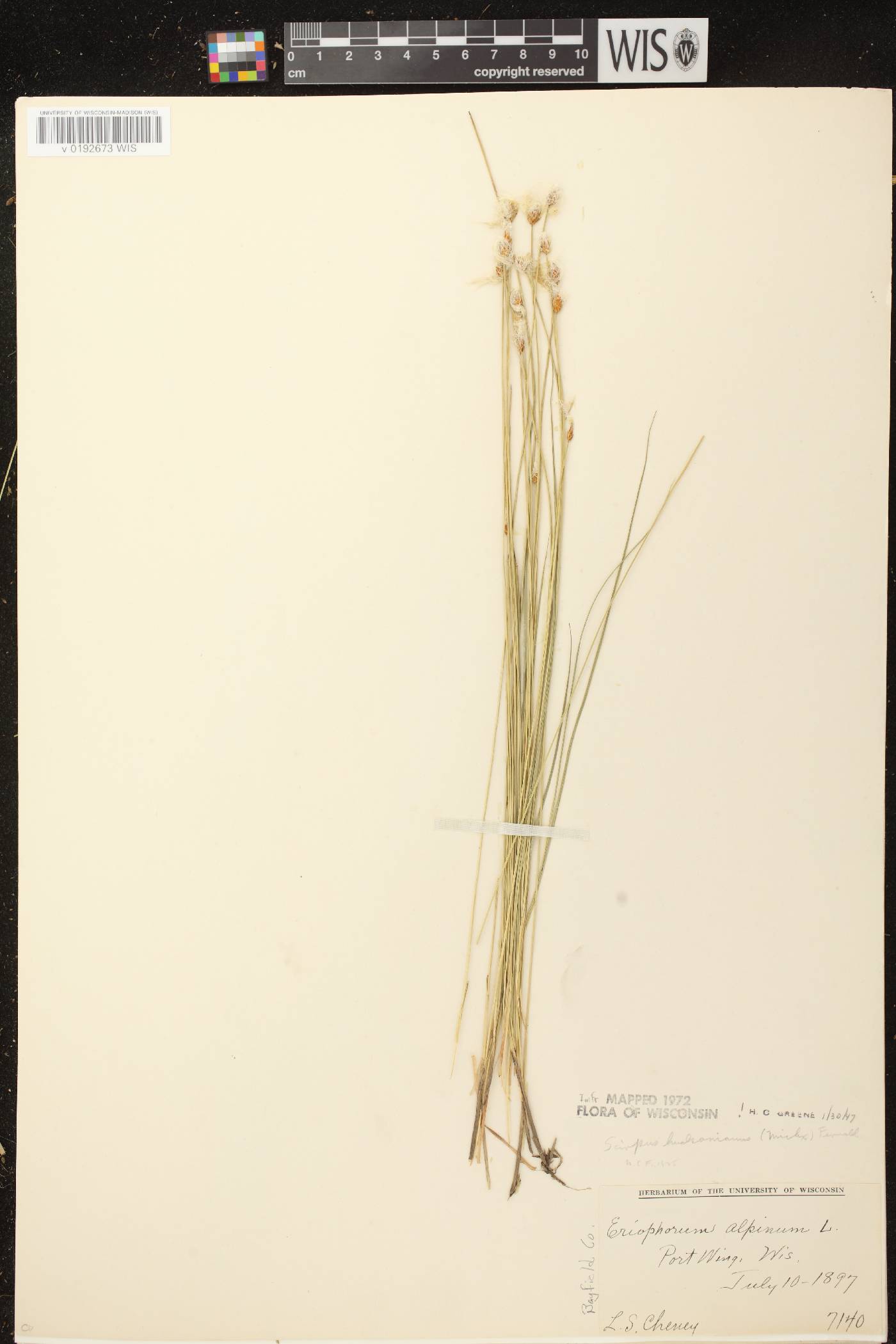 Trichophorum alpinum image