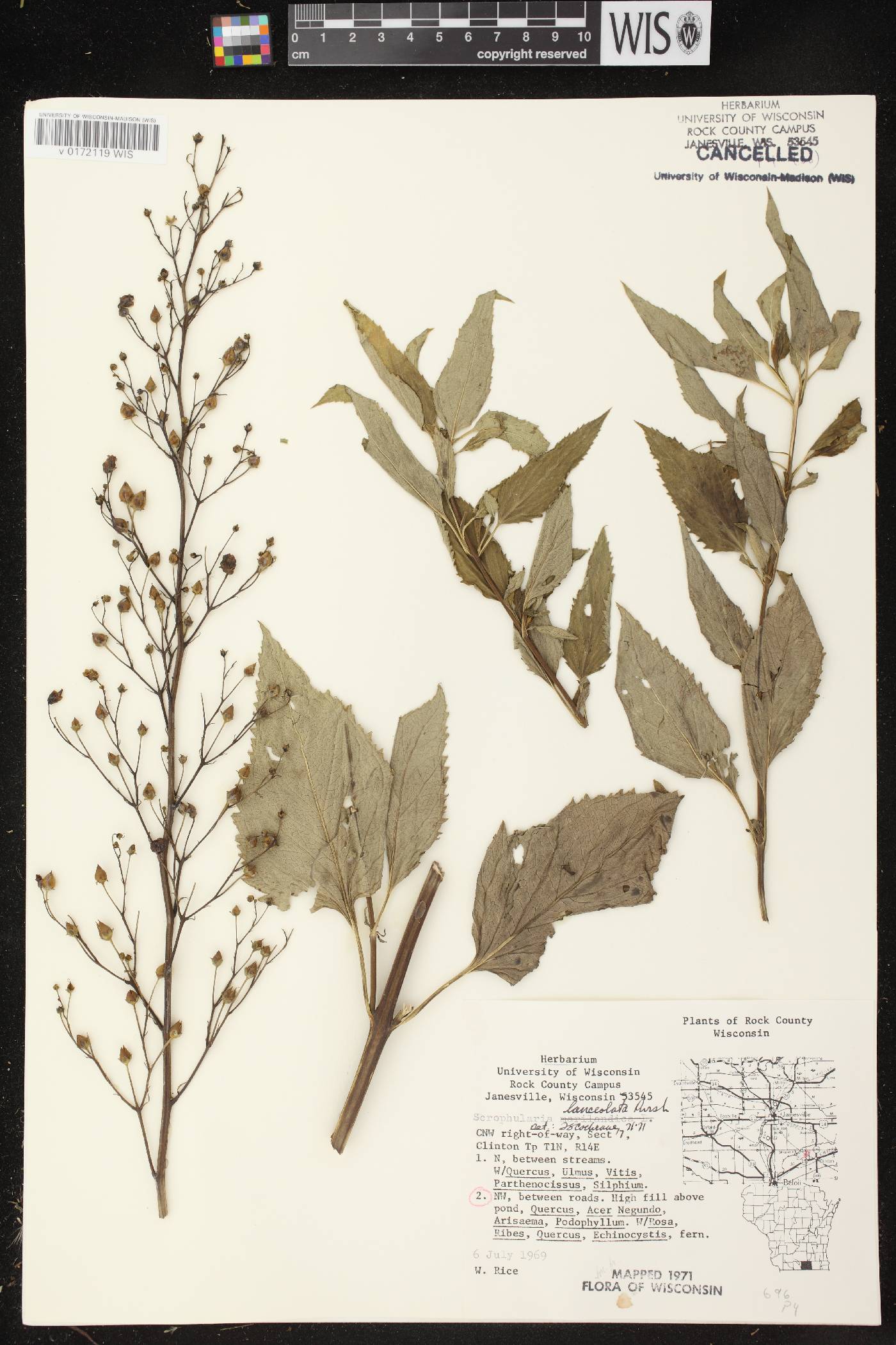 Scrophularia lanceolata image