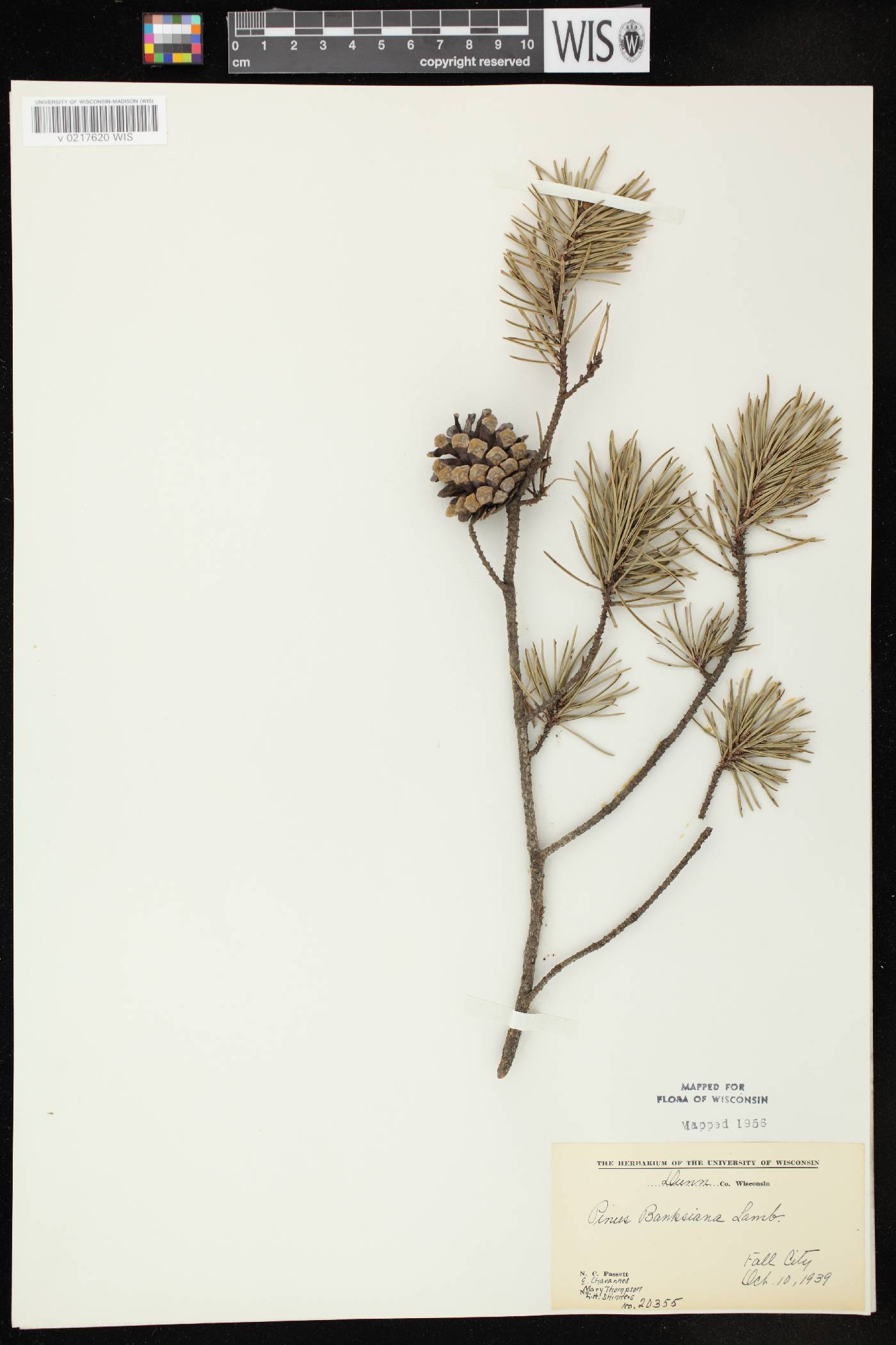 Pinus banksiana image