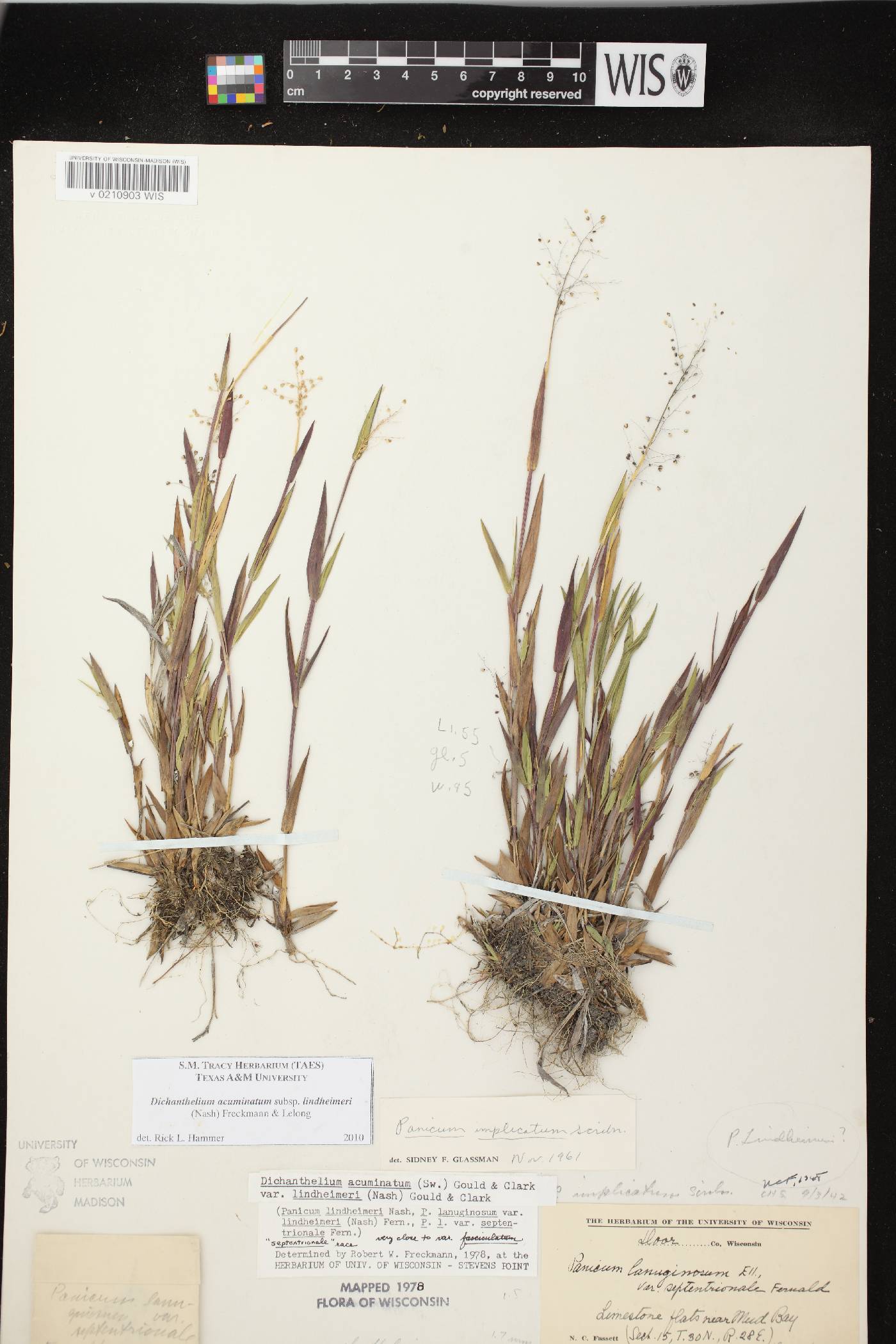 Dichanthelium acuminatum var. lindheimeri image