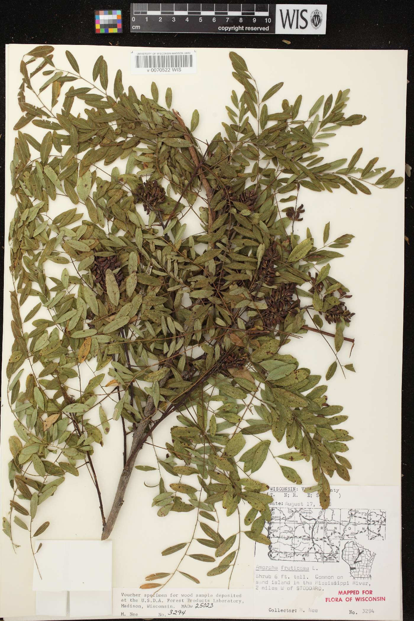 Amorpha fruticosa image