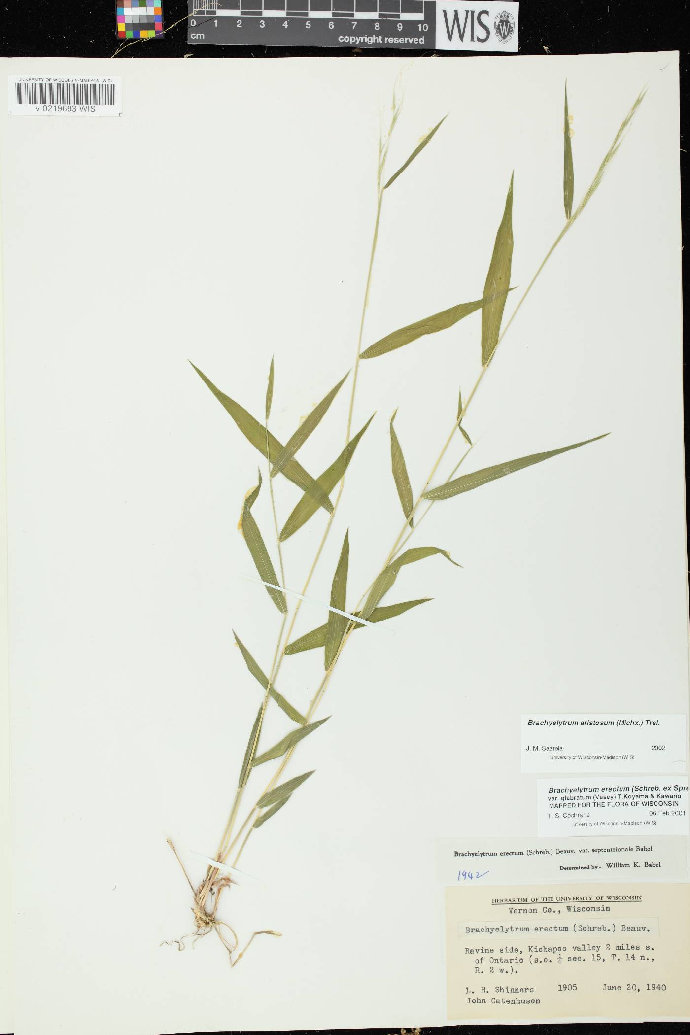 Brachyelytrum aristosum image