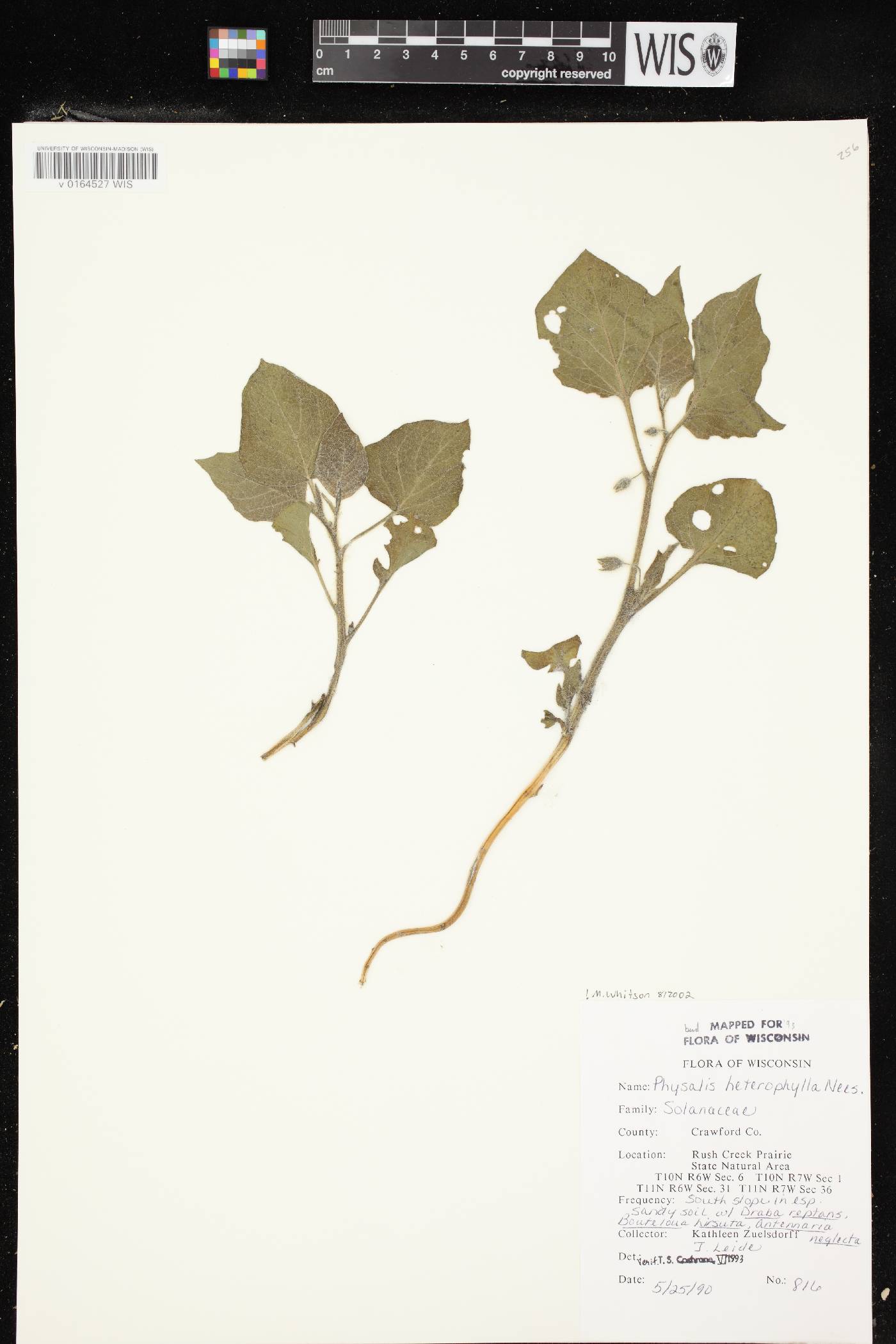 Physalis heterophylla var. heterophylla image