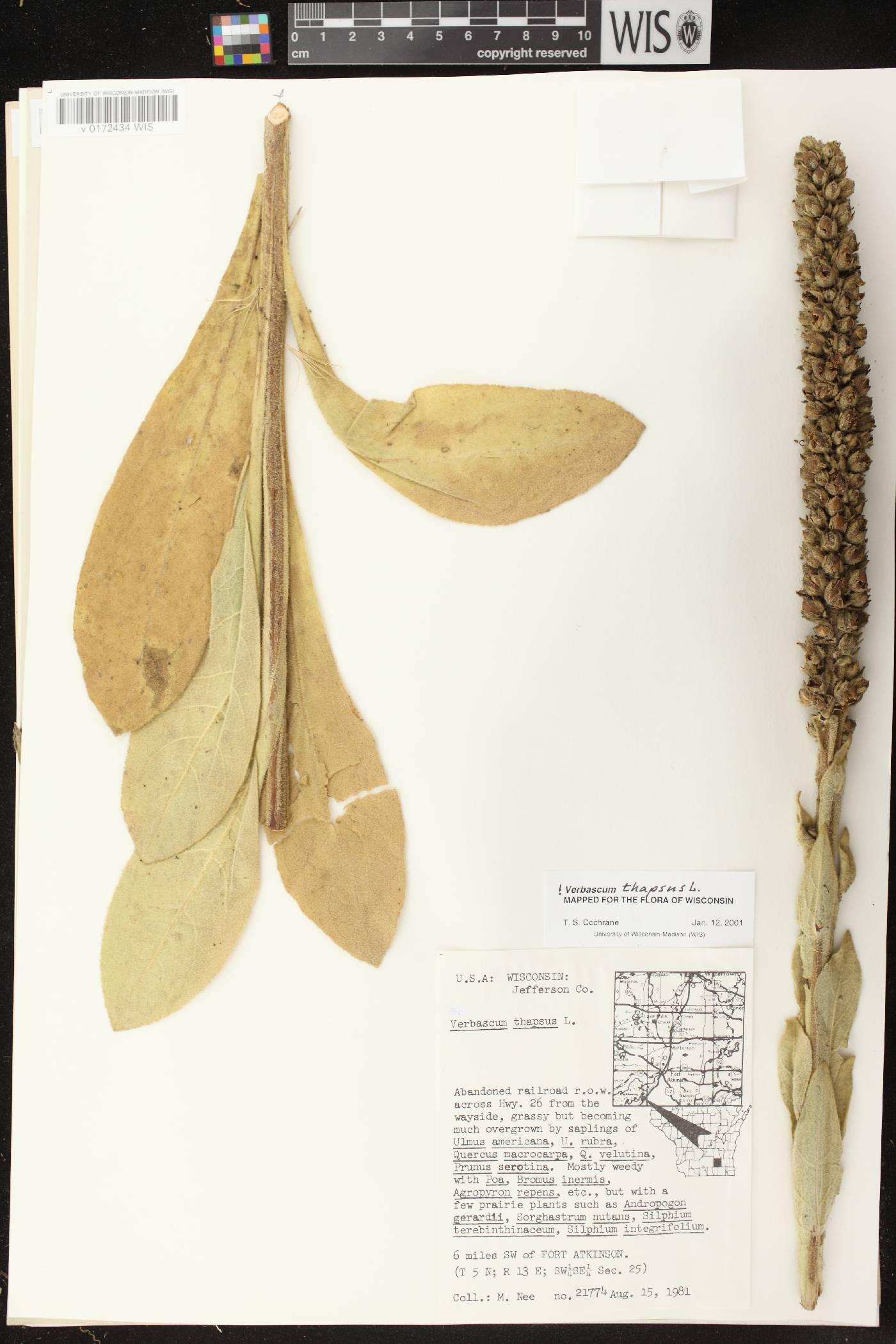 Verbascum thapsus image