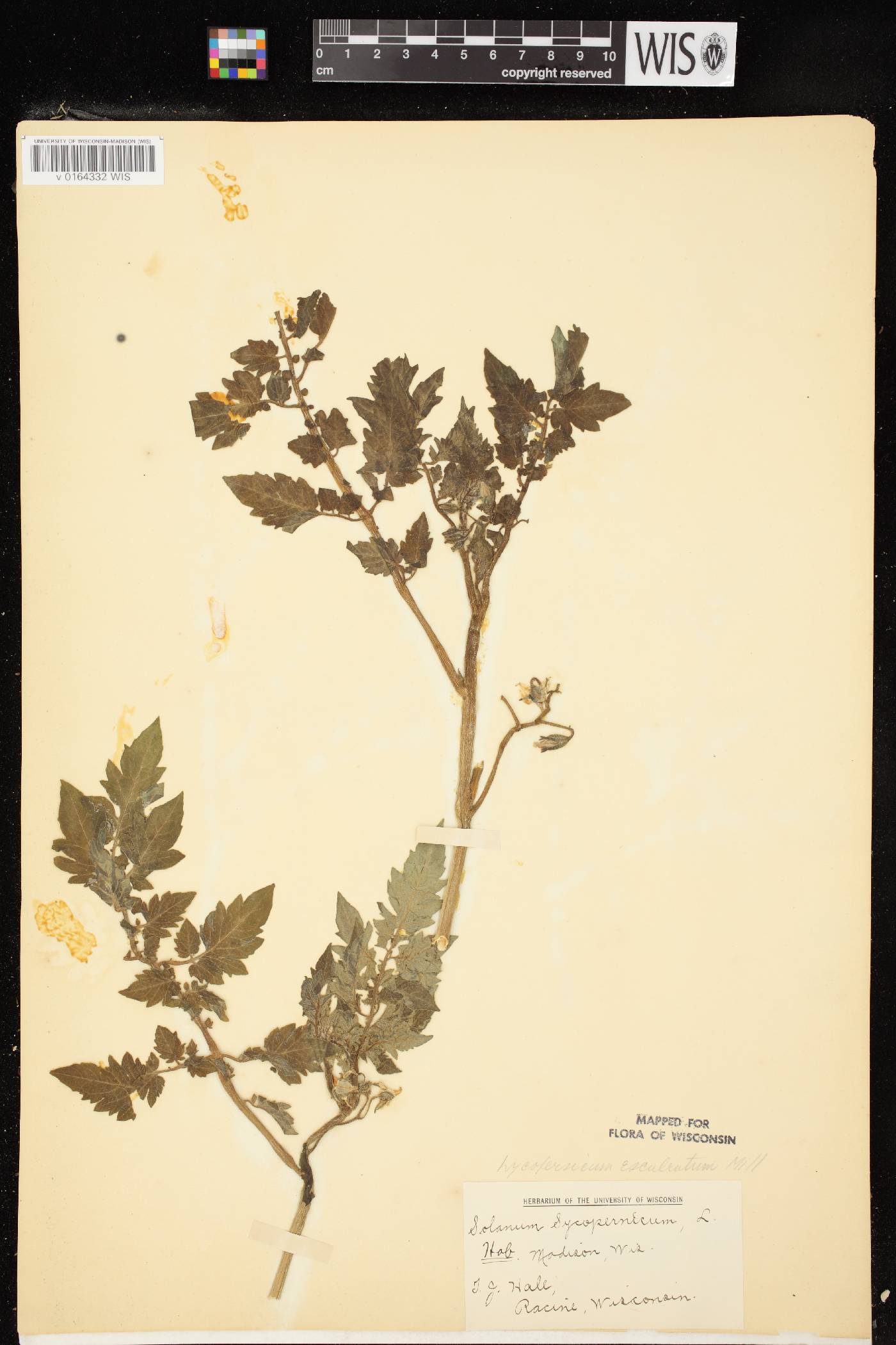 Solanum lycopersicum image