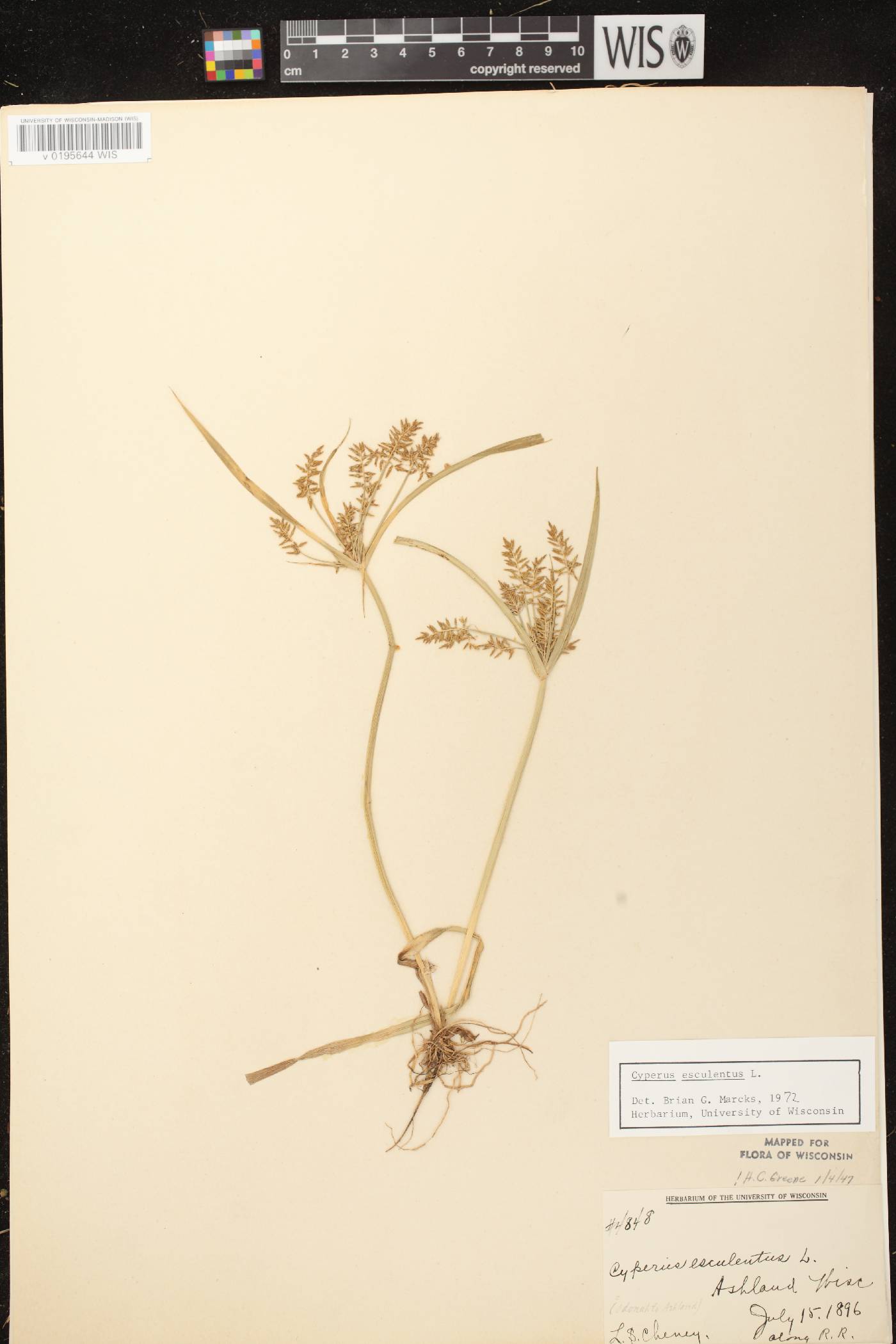 Cyperus esculentus var. leptostachyus image
