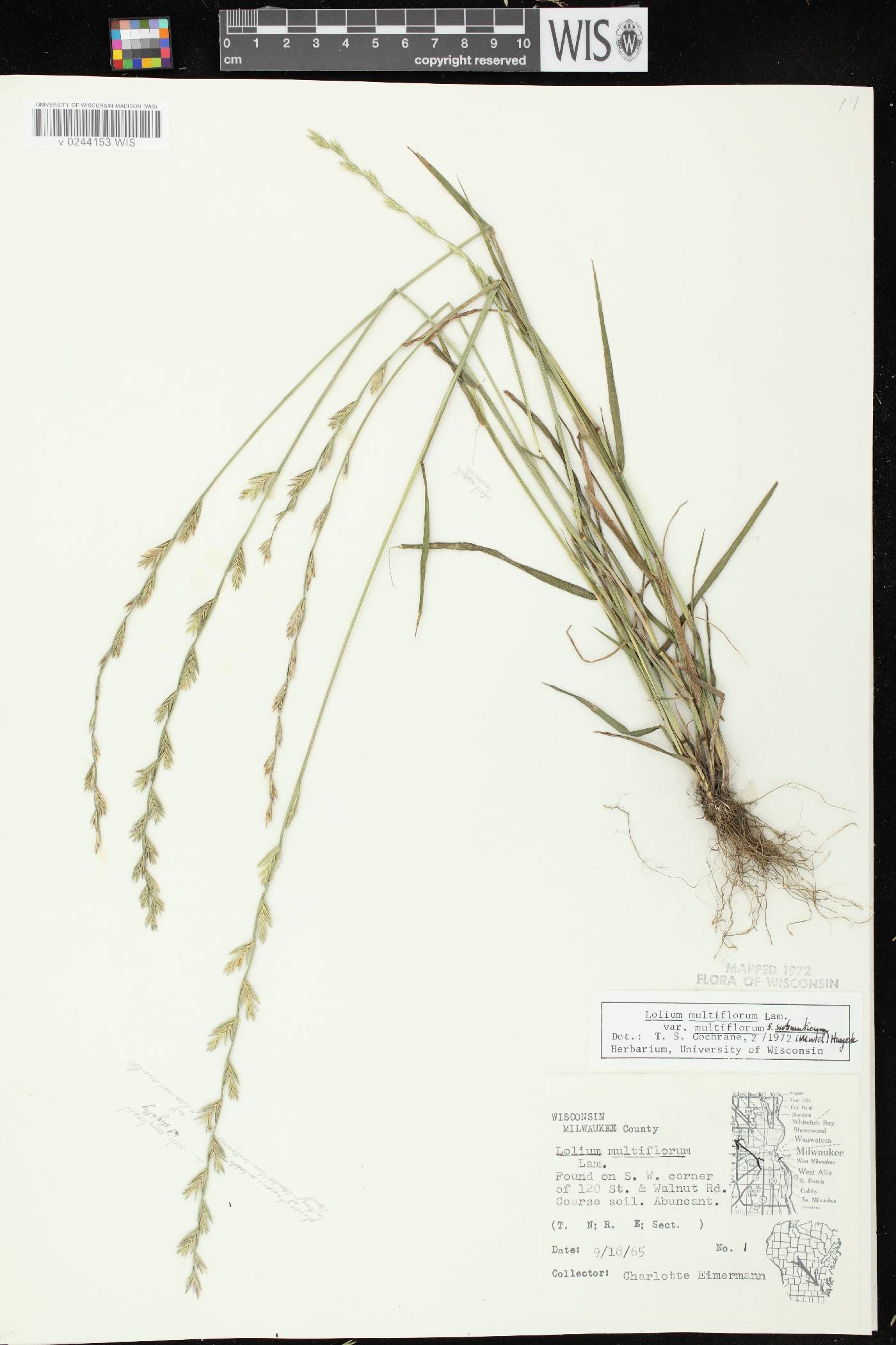 Lolium perenne subsp. multiflorum image