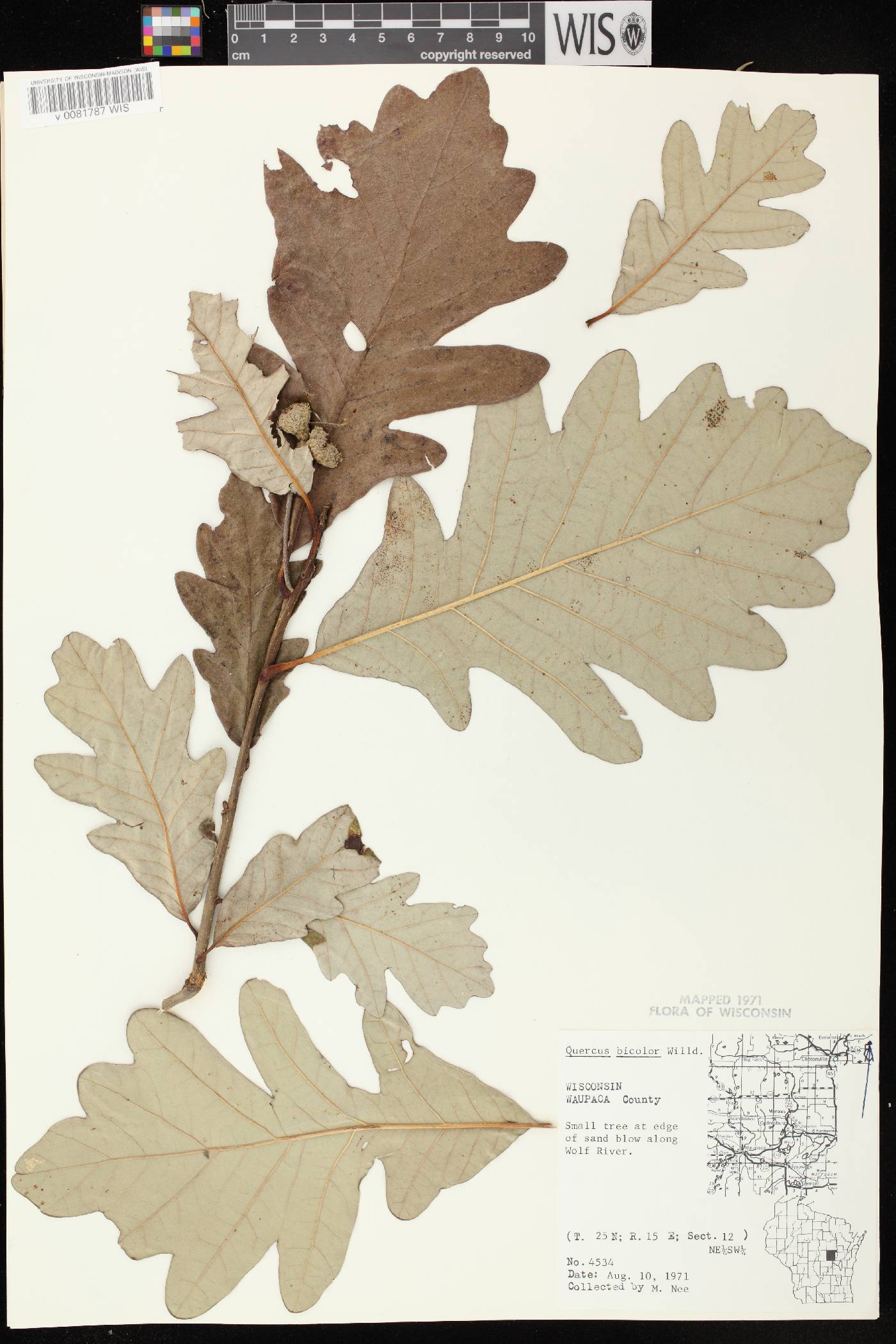 Quercus bicolor image