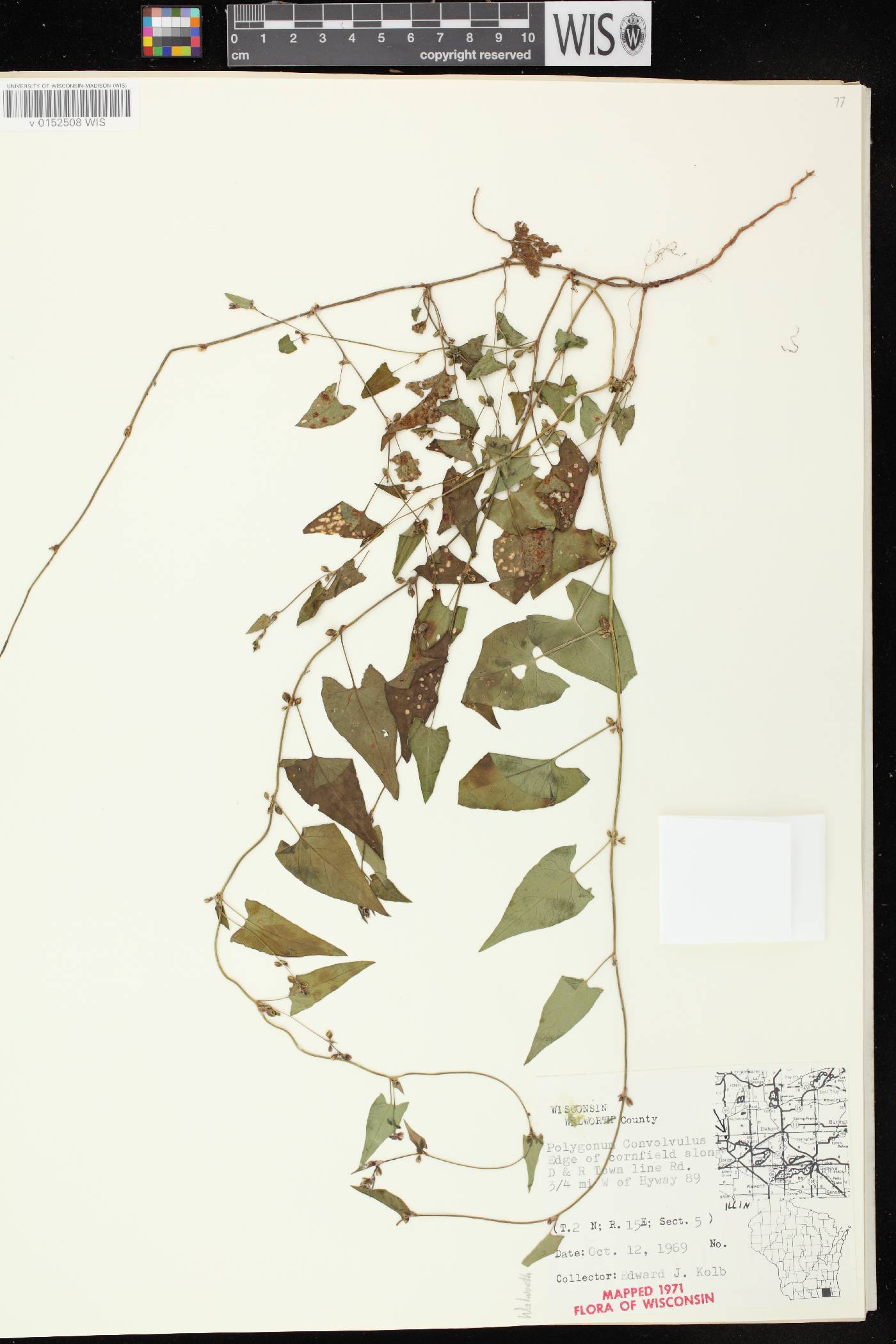 Fallopia convolvulus image