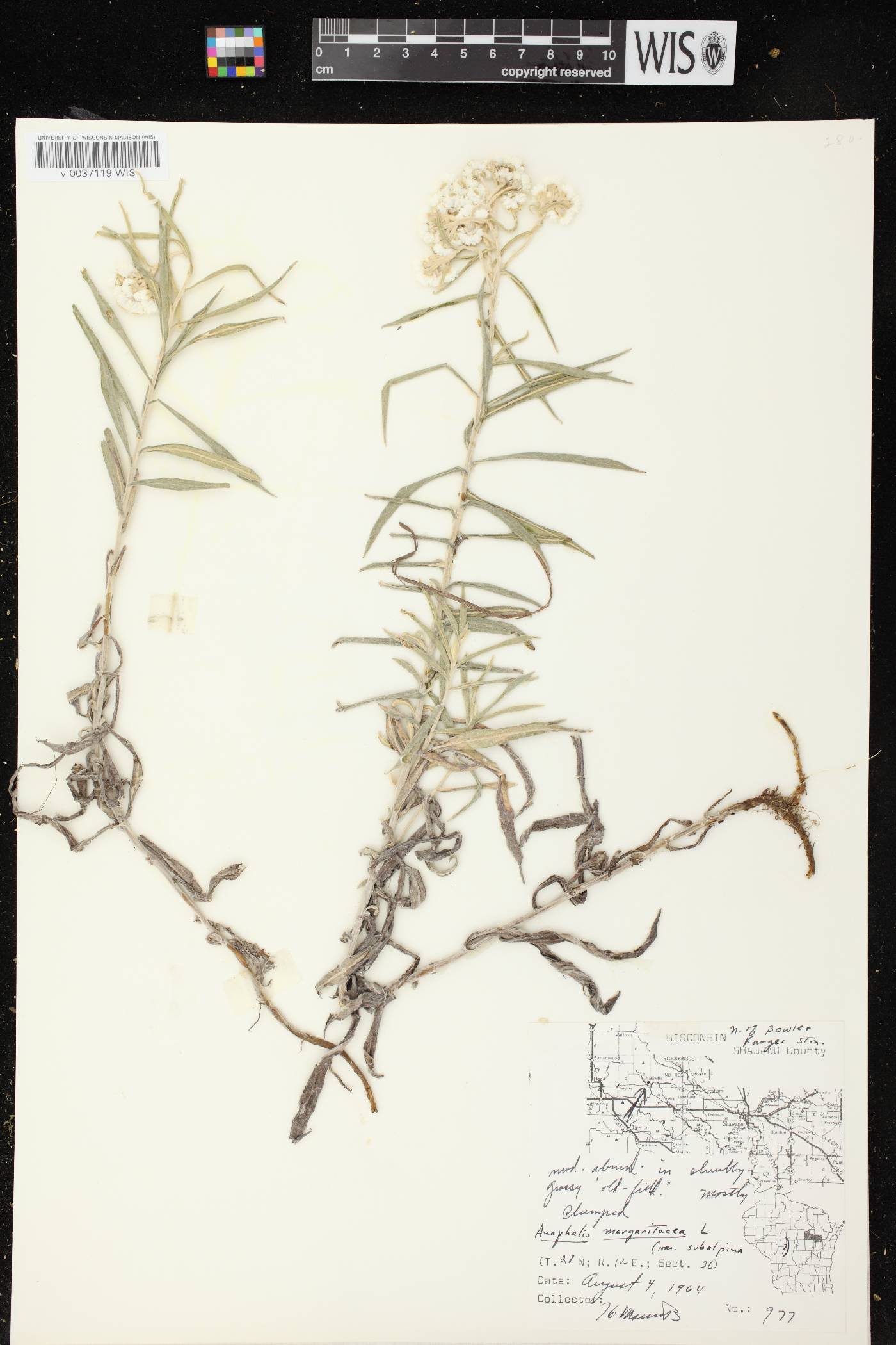 Anaphalis margaritacea image