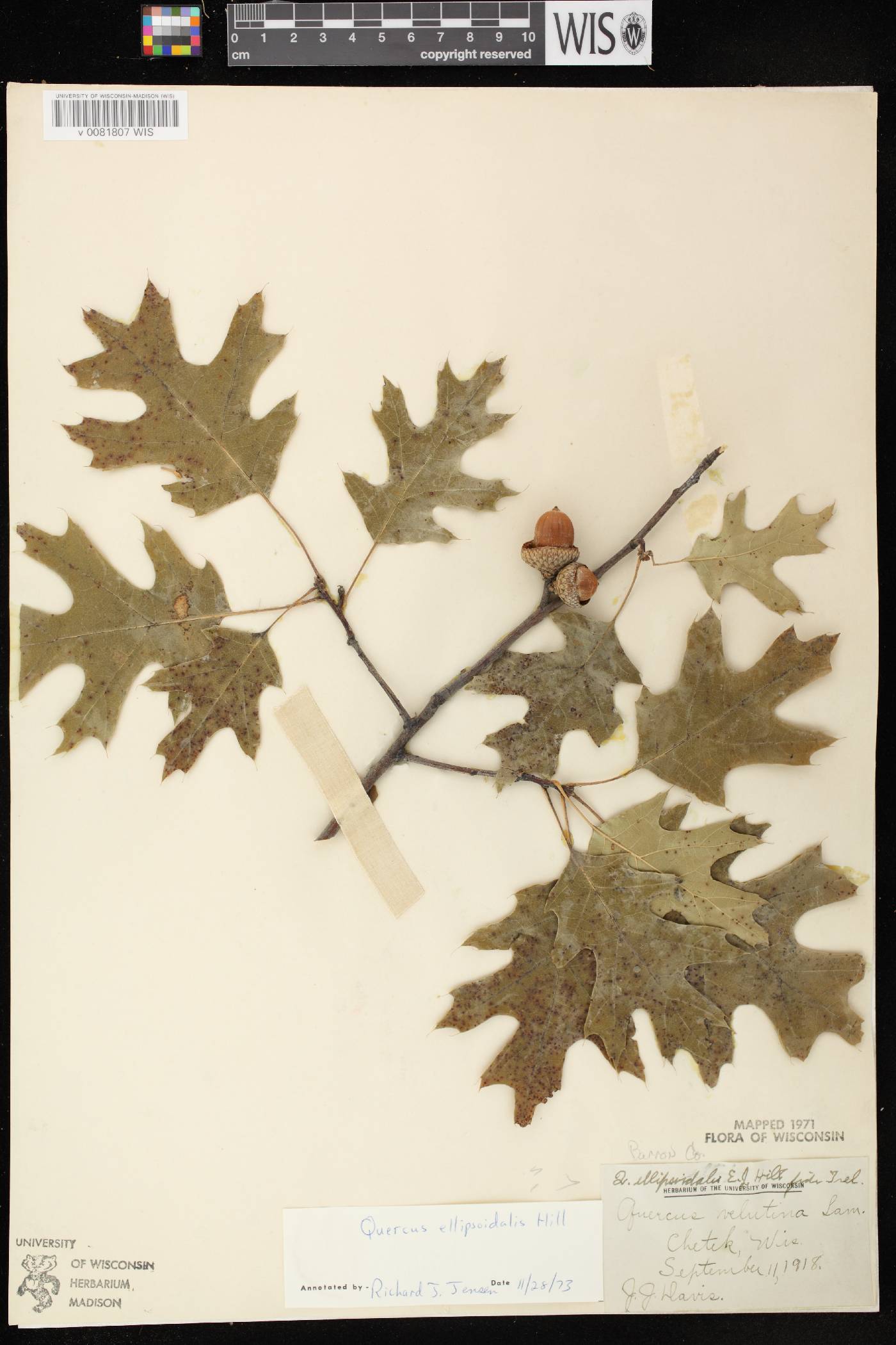 Quercus ellipsoidalis image