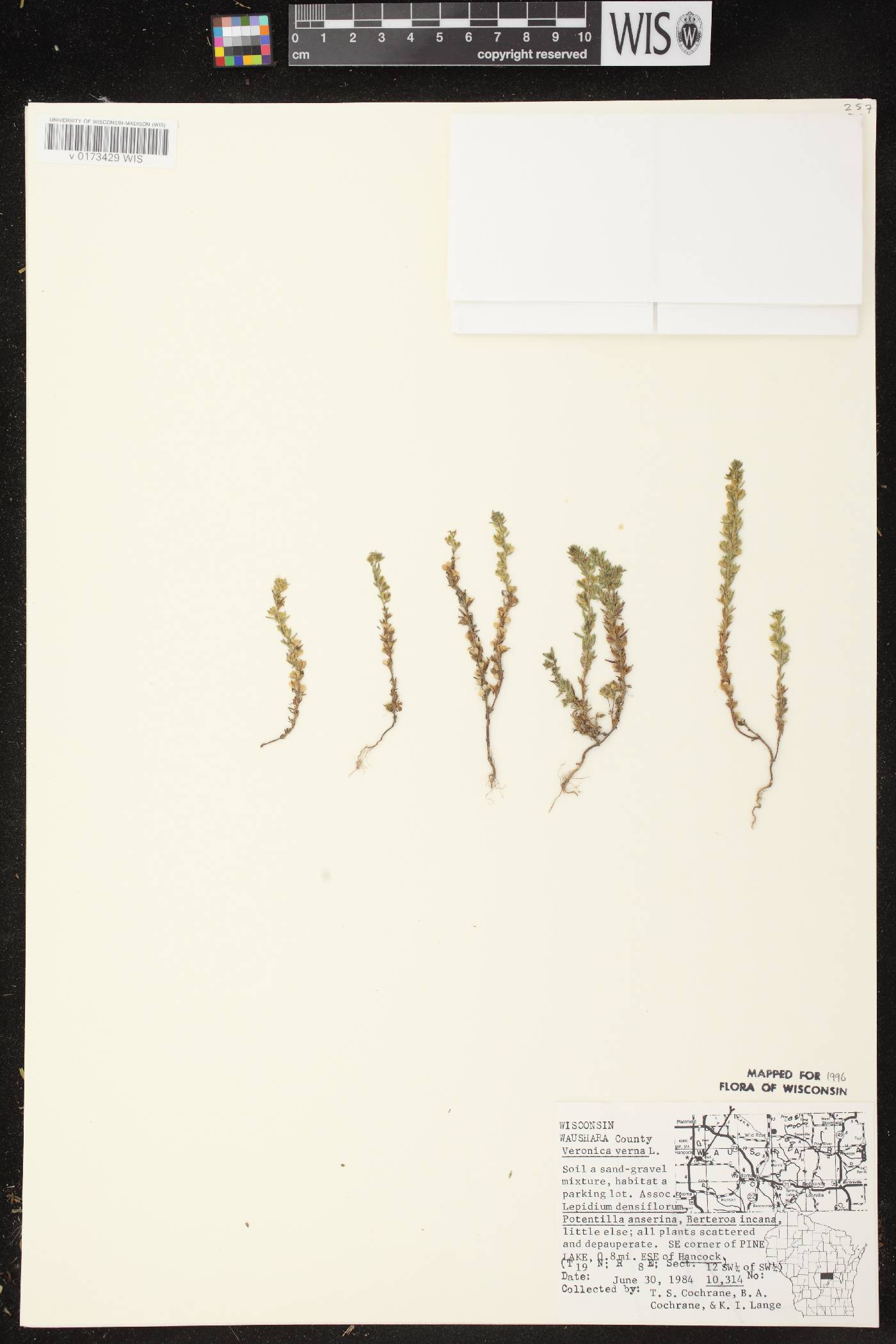 Veronica verna image