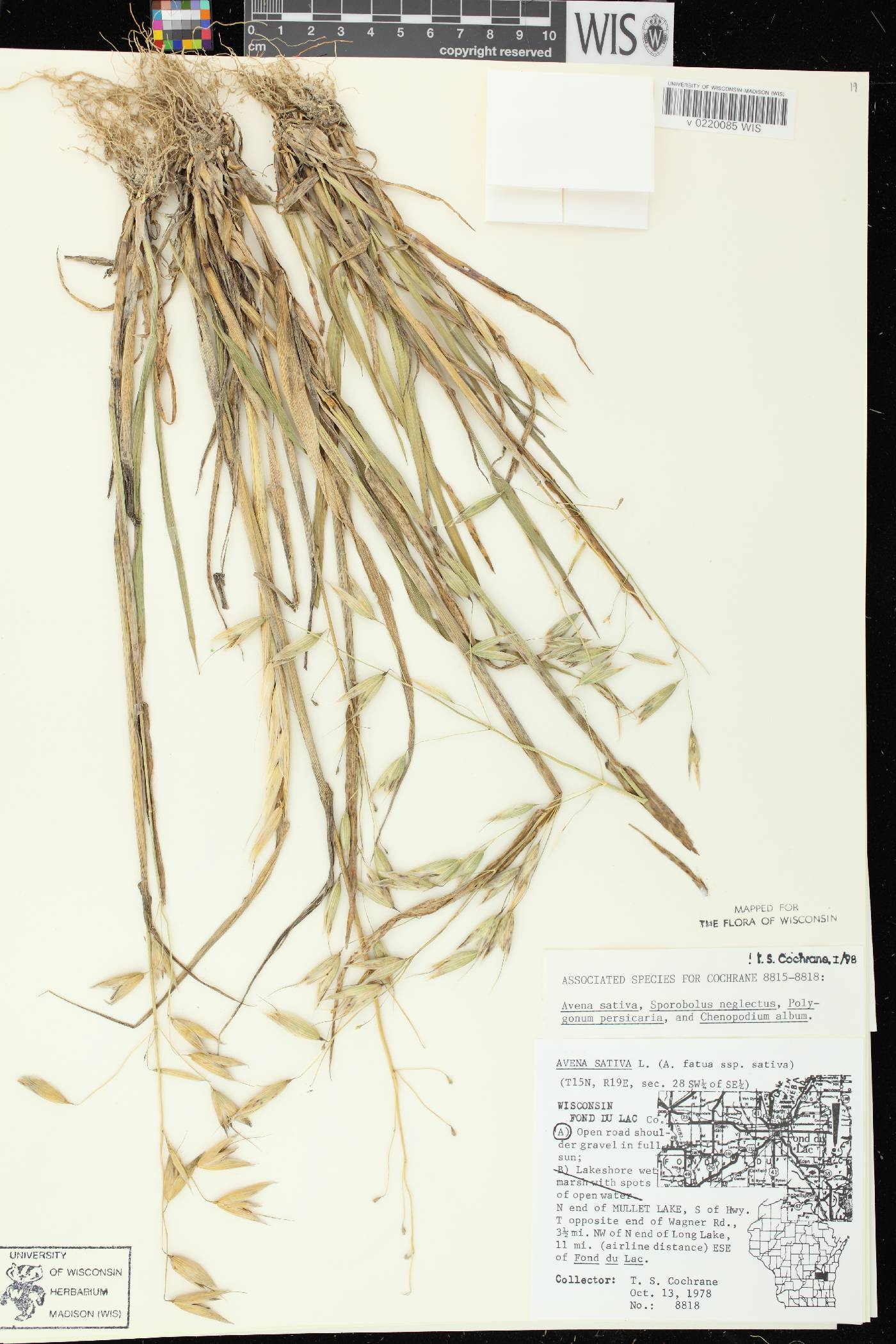 Avena sativa image