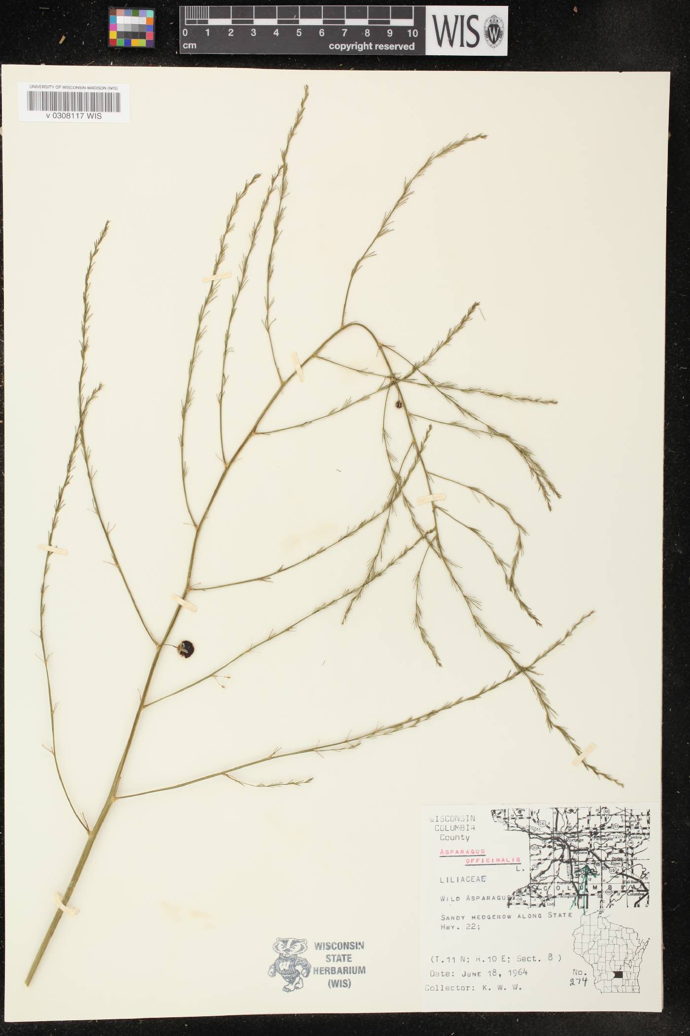 Asparagus officinalis image