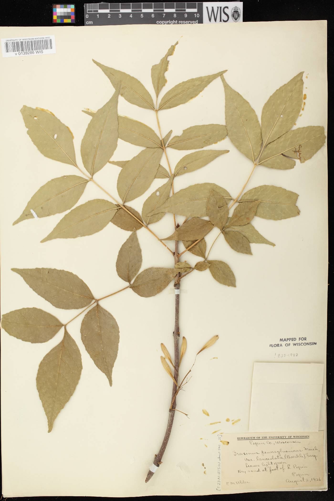 Fraxinus pennsylvanica image