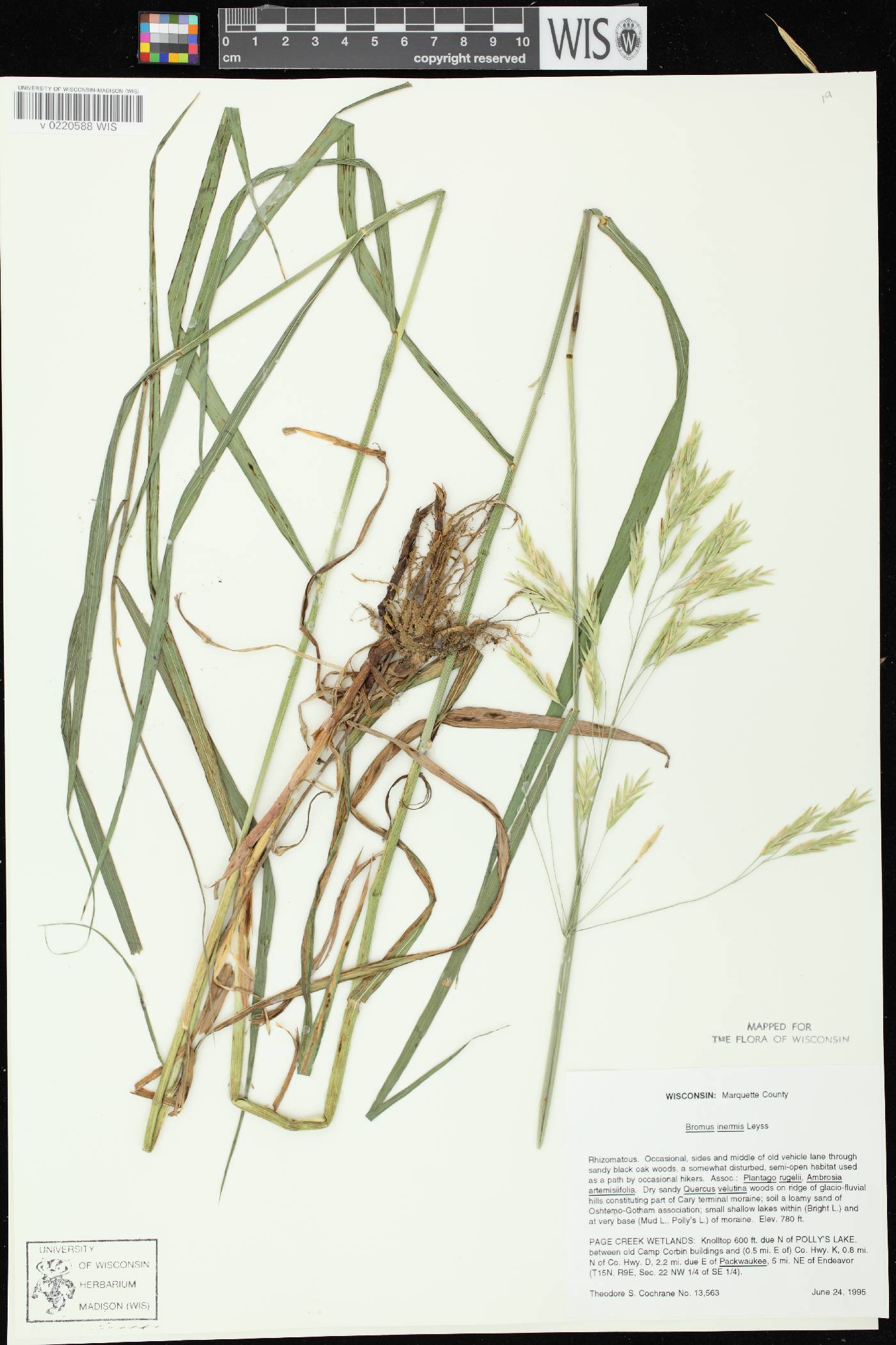 Bromus inermis image