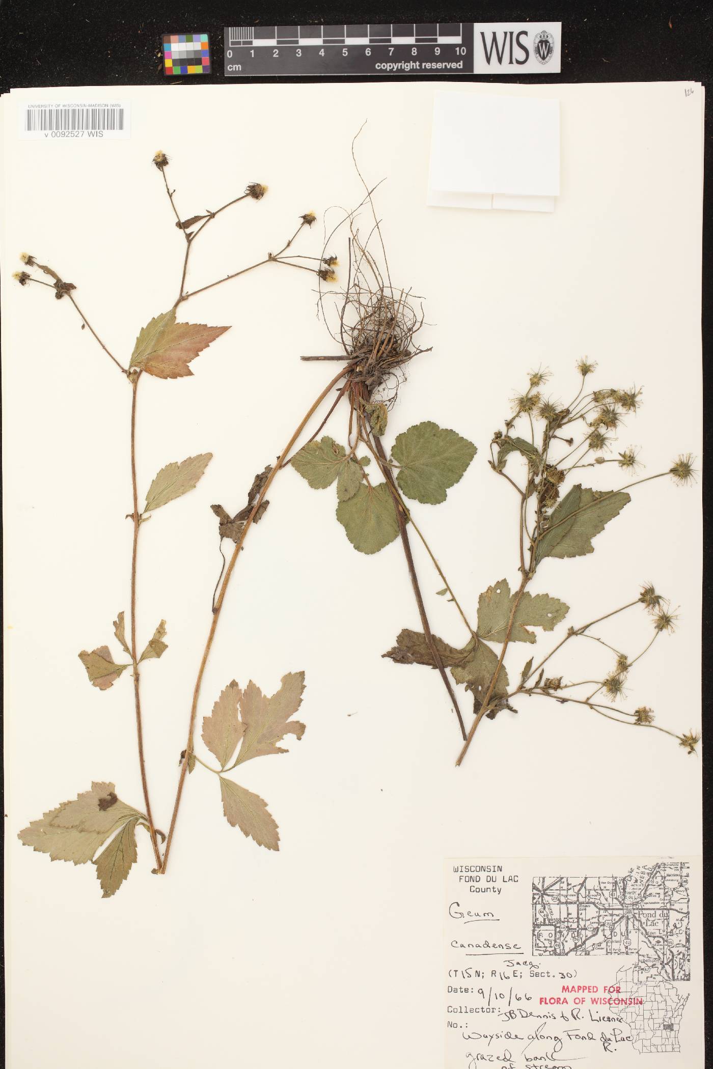 Geum canadense image