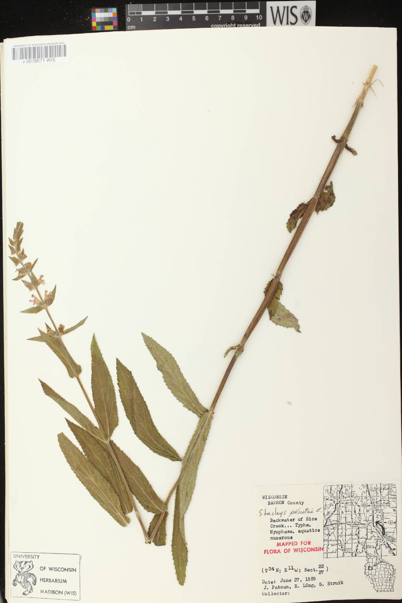 Stachys palustris image
