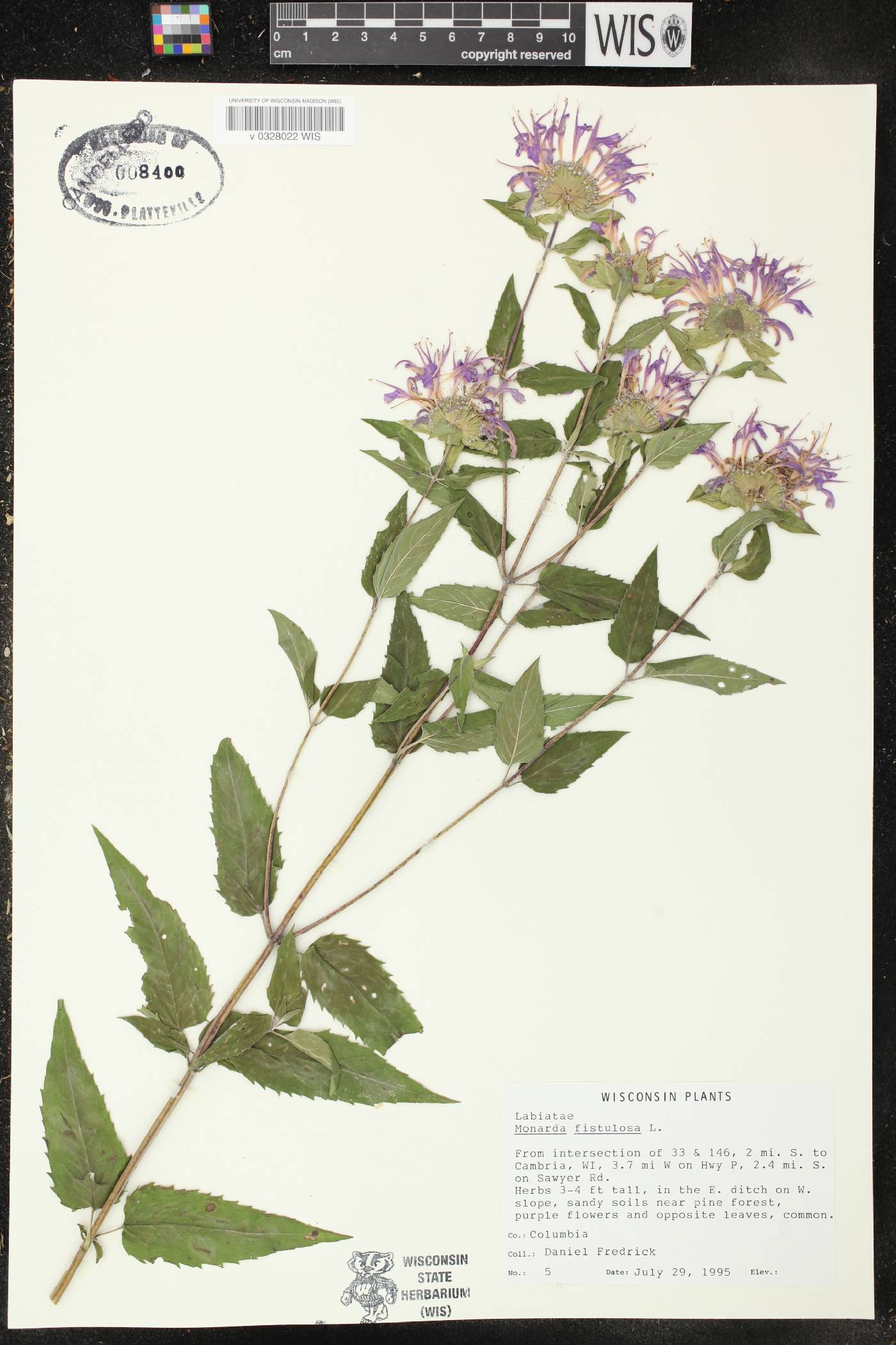 Monarda fistulosa image