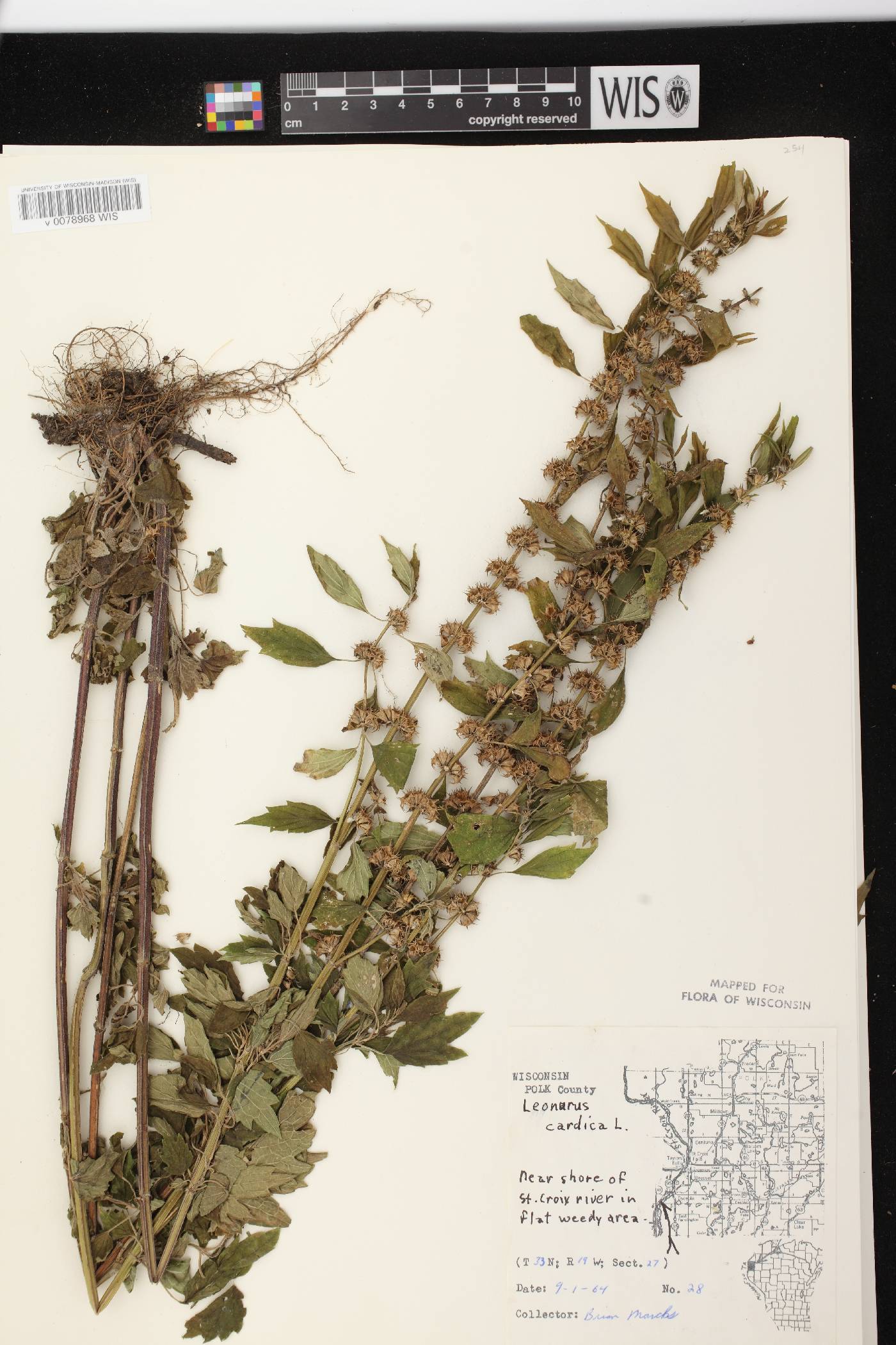 Leonurus cardiaca image