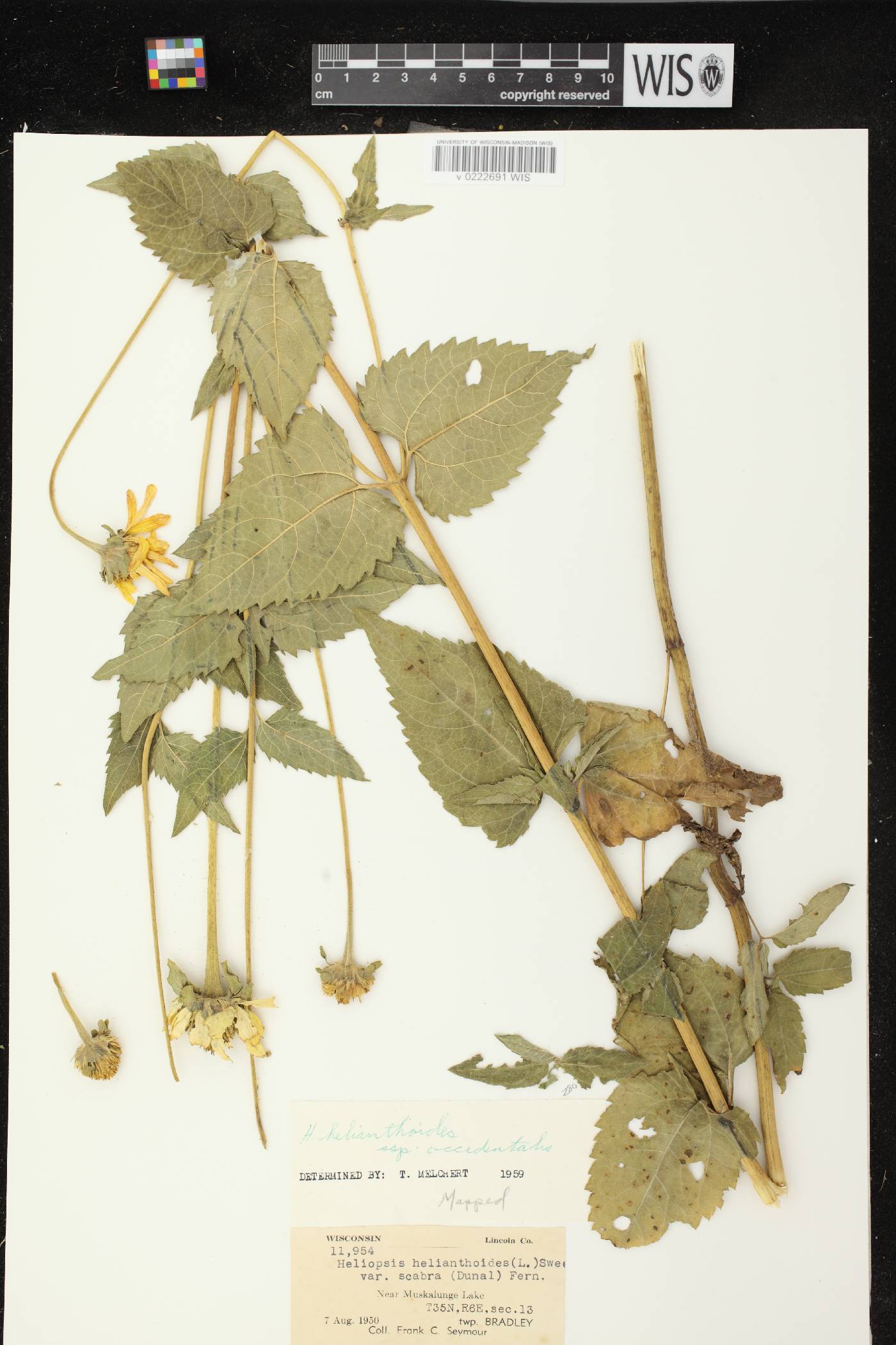 Heliopsis helianthoides image