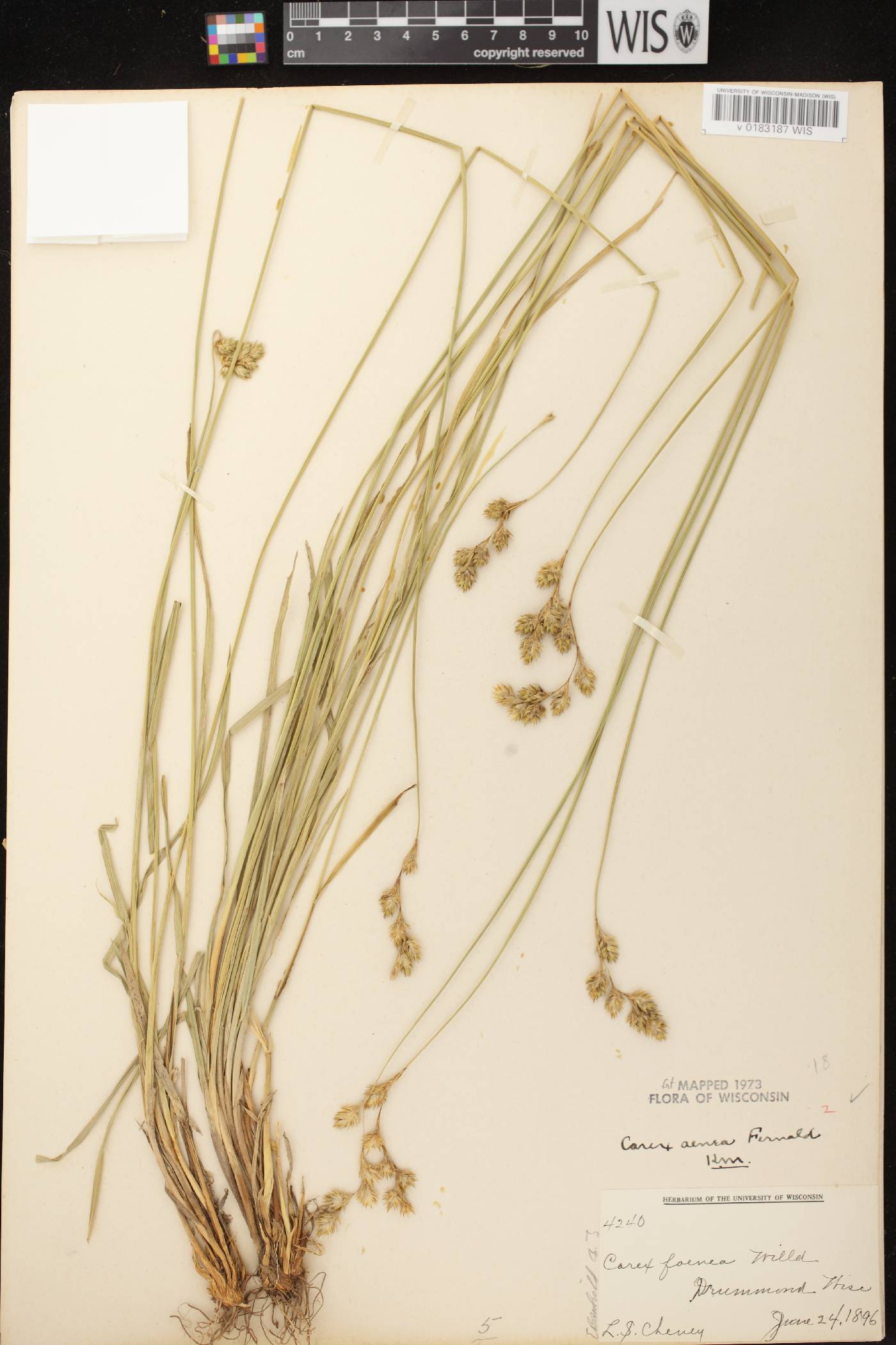 Carex foenea image