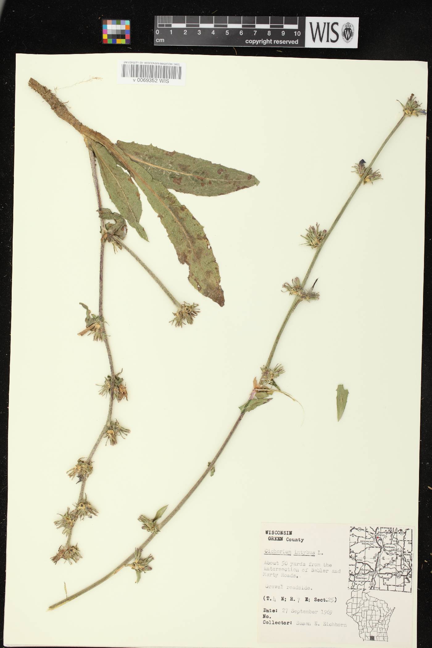 Cichorium intybus image