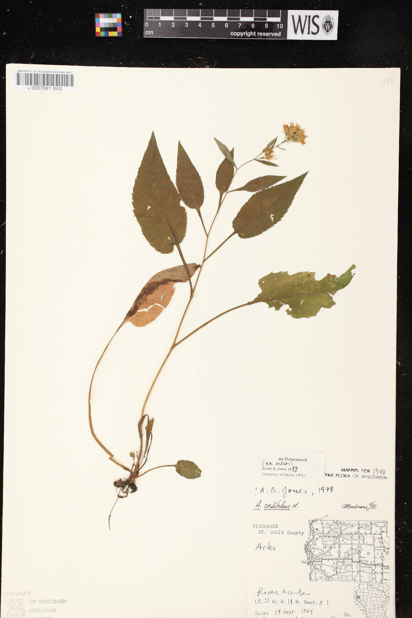 Symphyotrichum cordifolium image