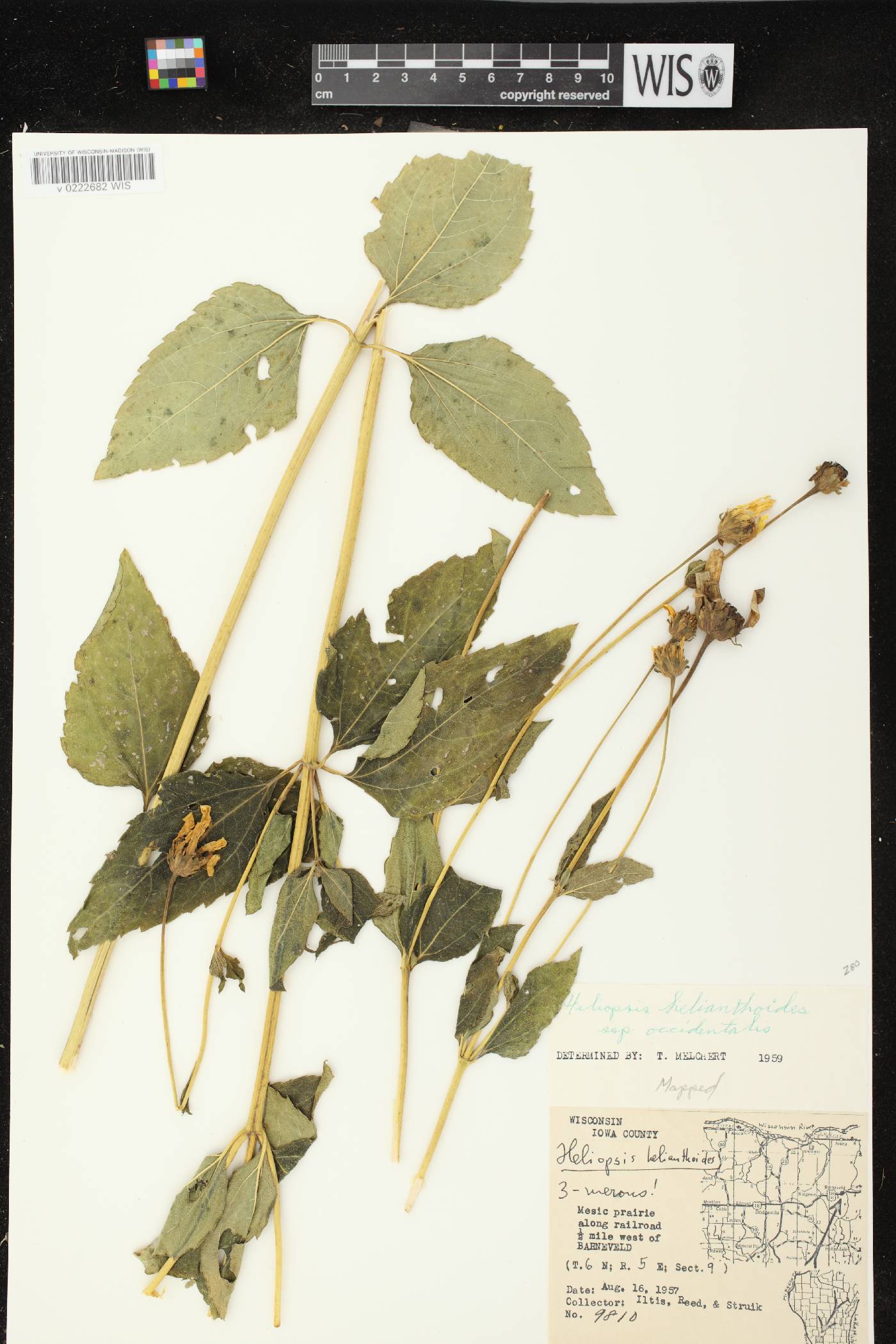 Heliopsis helianthoides image