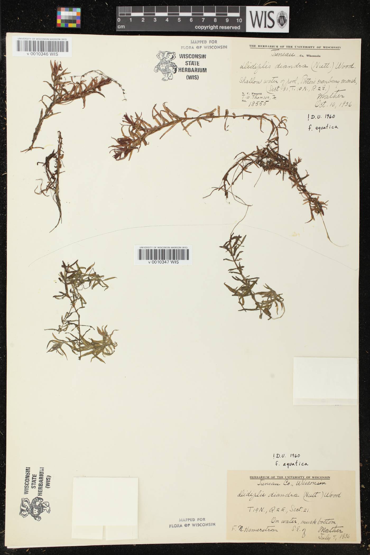 Didiplis diandra image