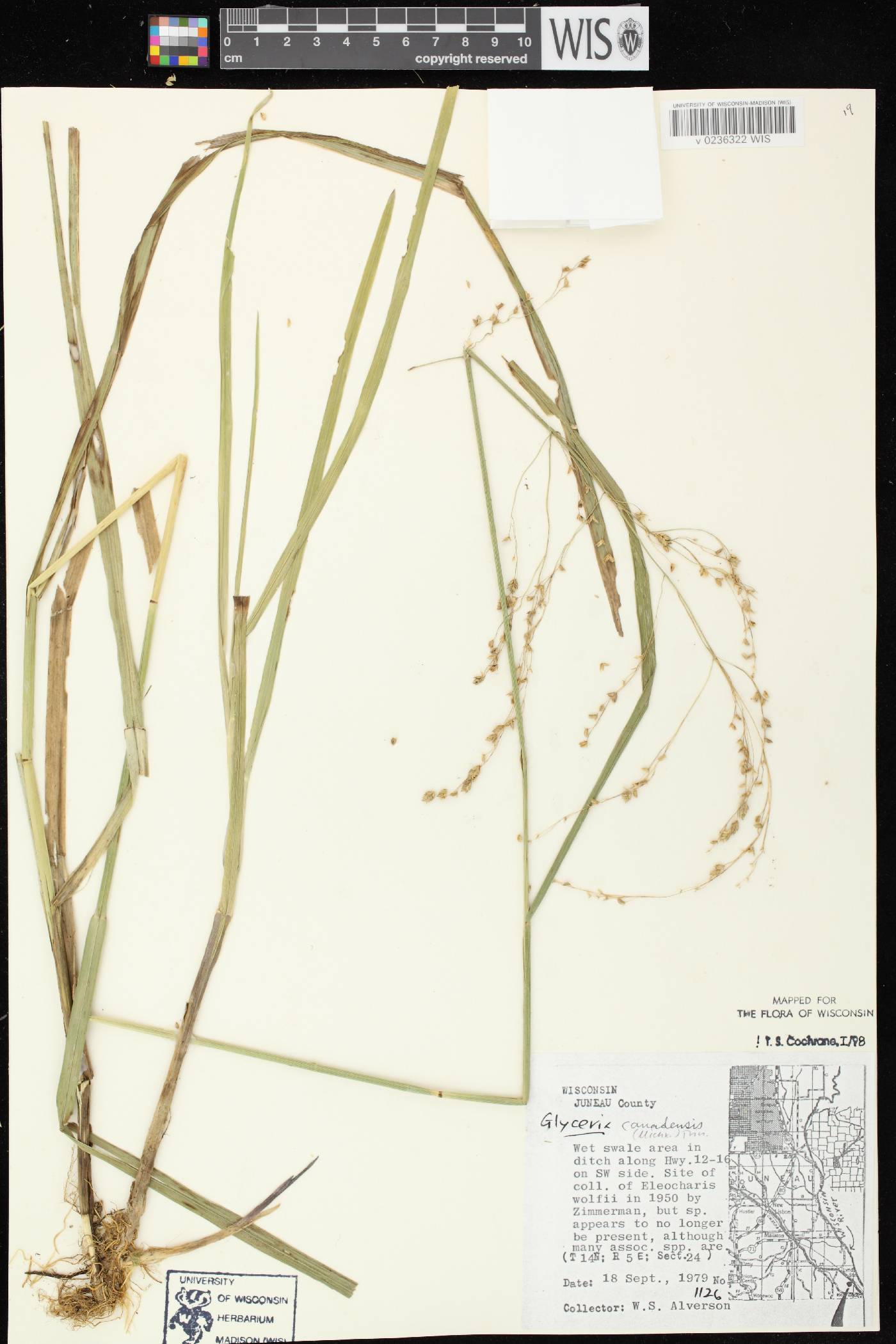 Glyceria canadensis image