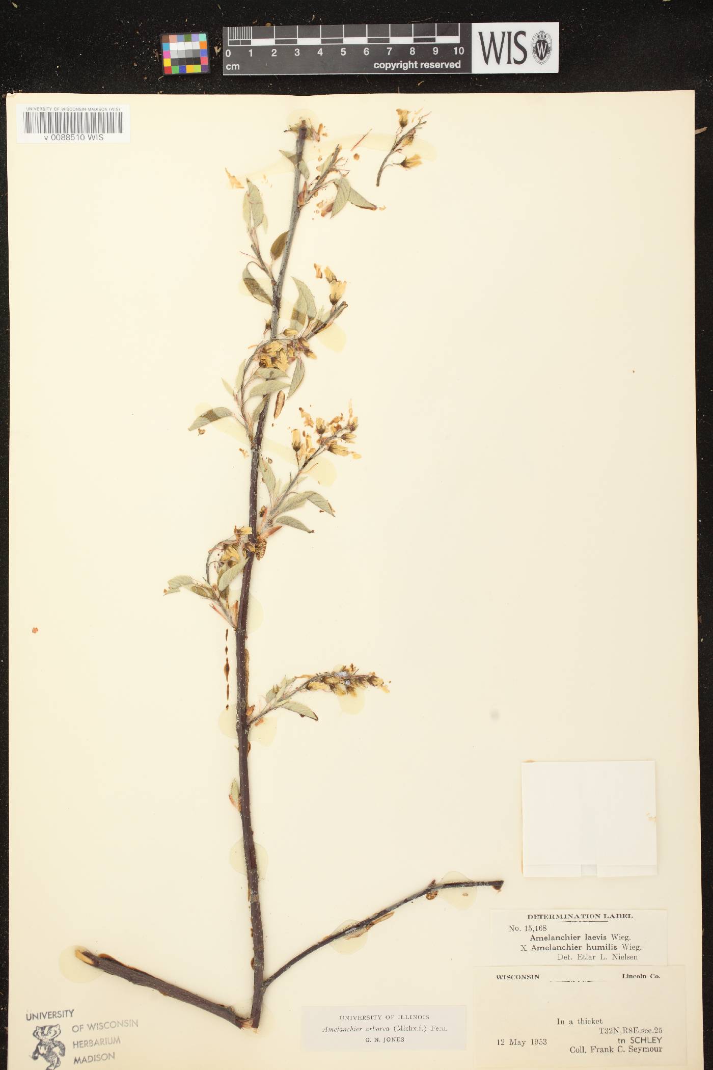 Amelanchier arborea image