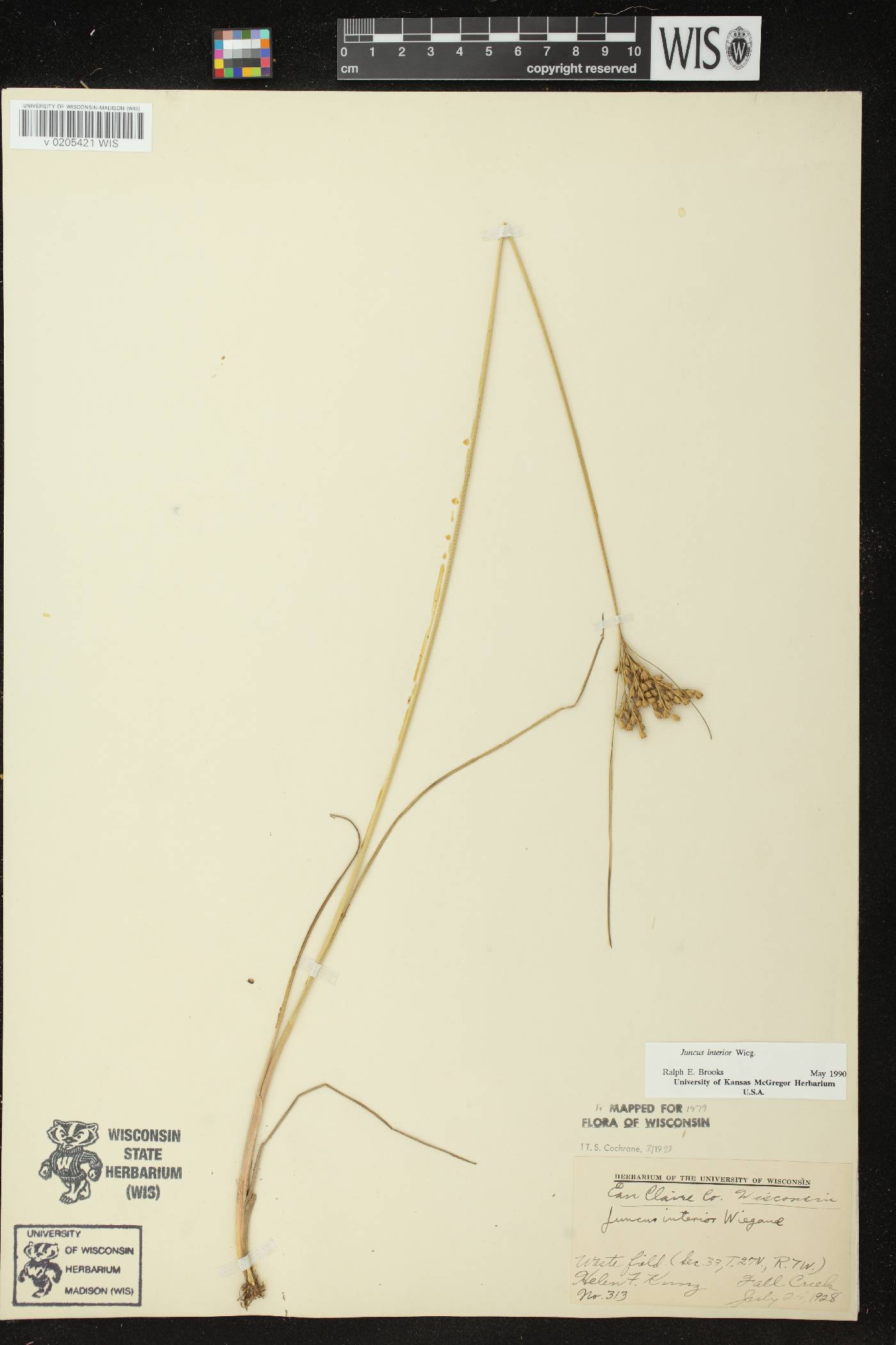 Juncus interior image