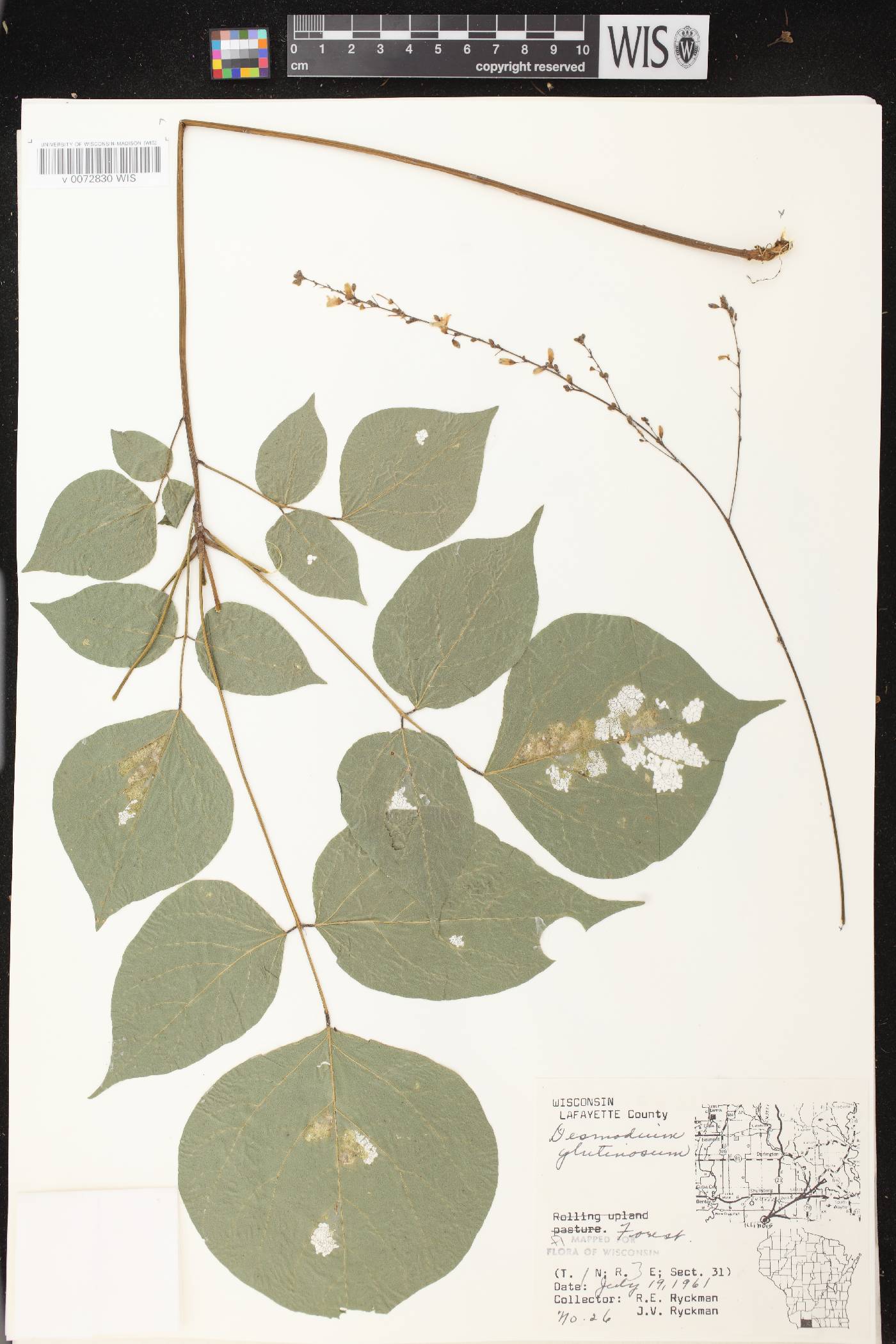 Hylodesmum glutinosum image