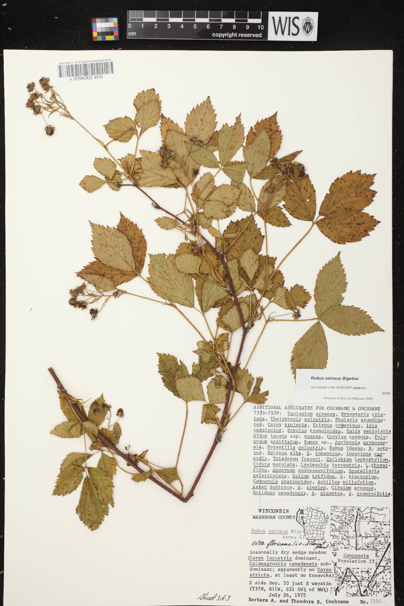 Rubus setosus image