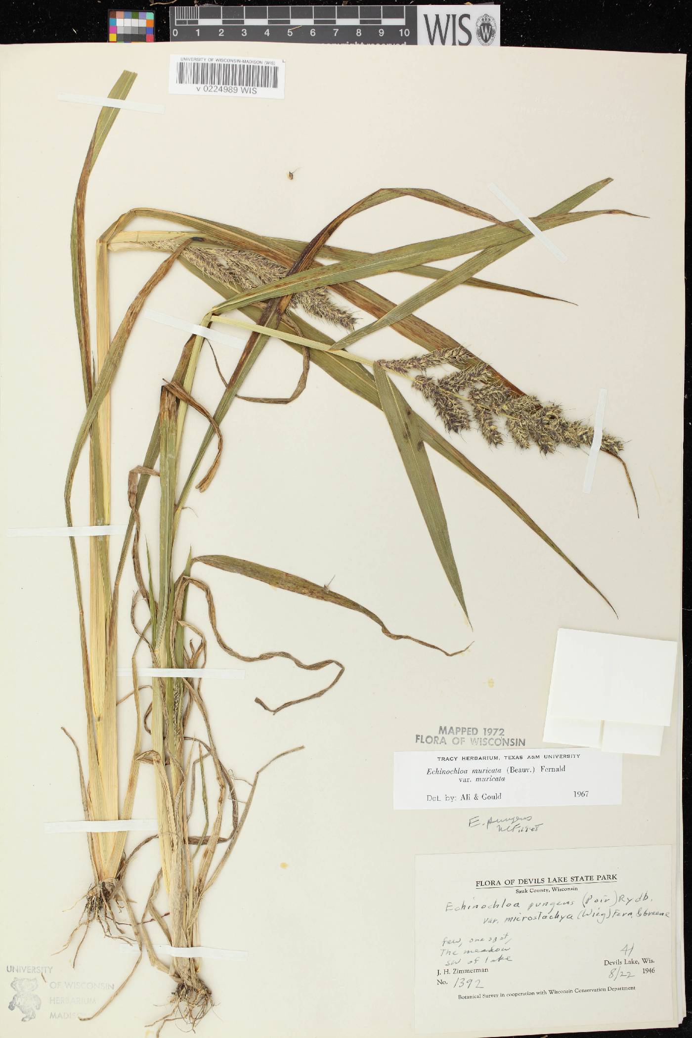 Echinochloa muricata var. muricata image